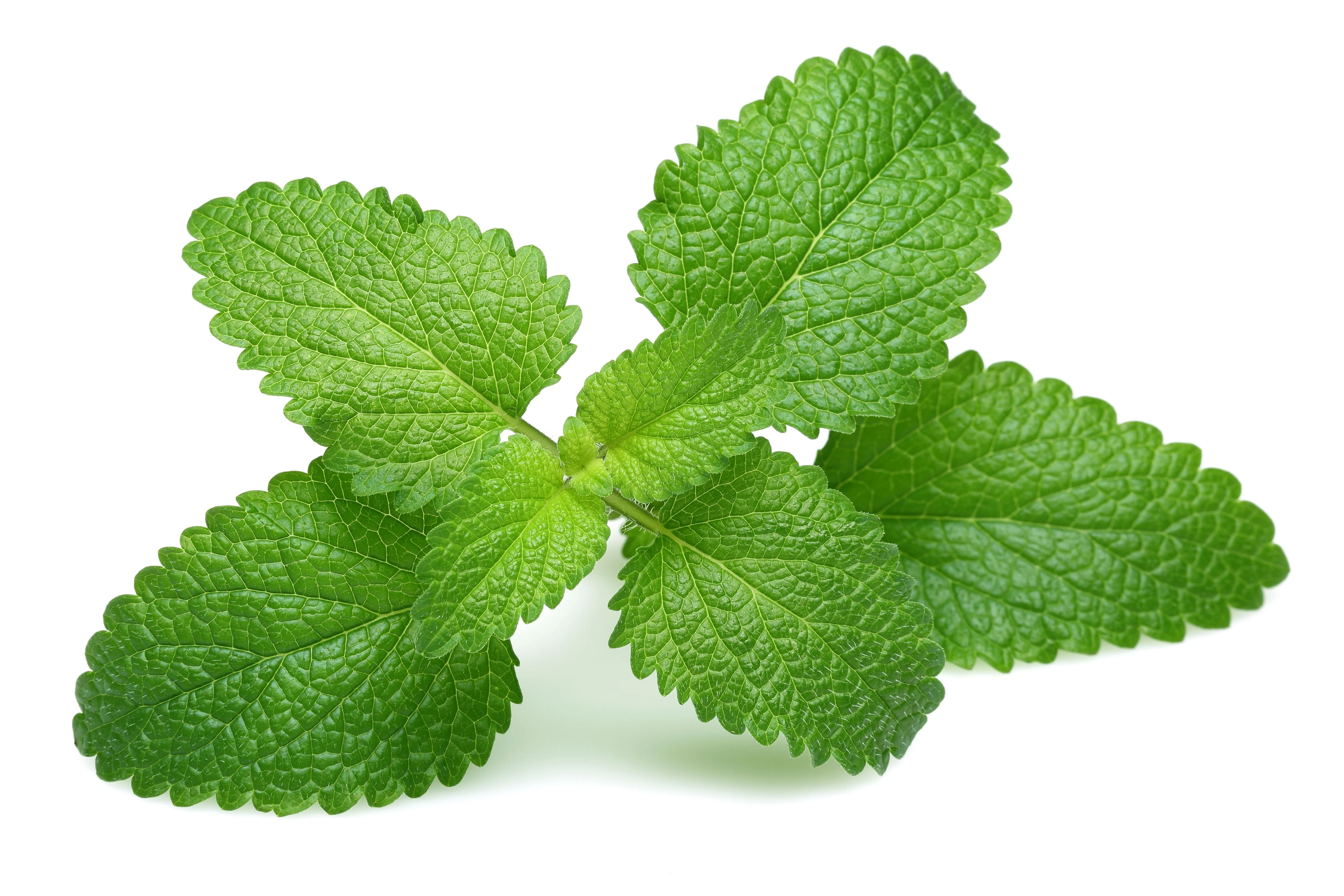 25 Orange MANDARINA BALM Mandarin Lemon Balm Melissa Officinalis Herb Seeds - Image 4
