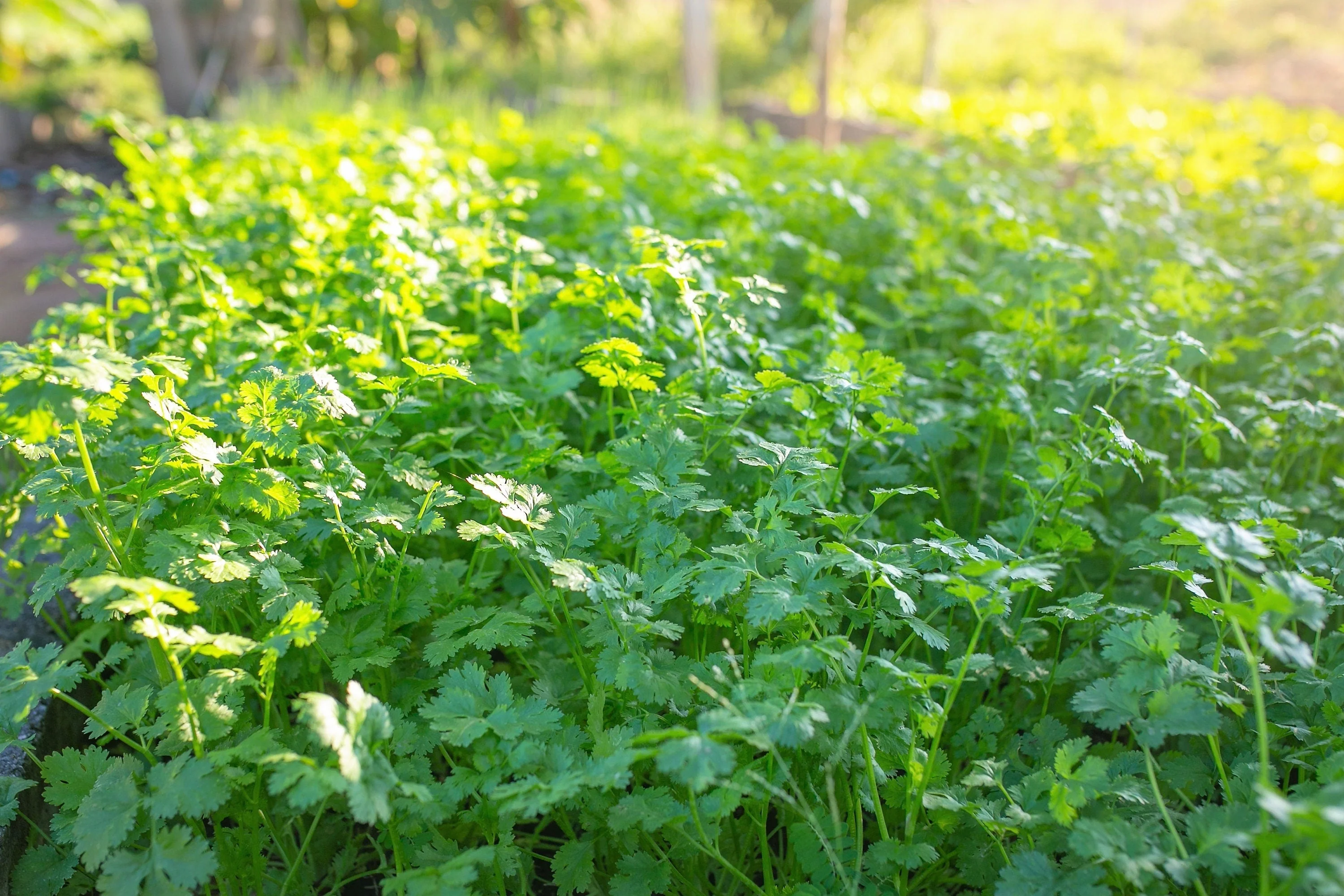 25 Organic DWARF LEMON CILANTRO Coriander Spice Coriandrum Sativum Fragrant Herb Seeds - Image 6