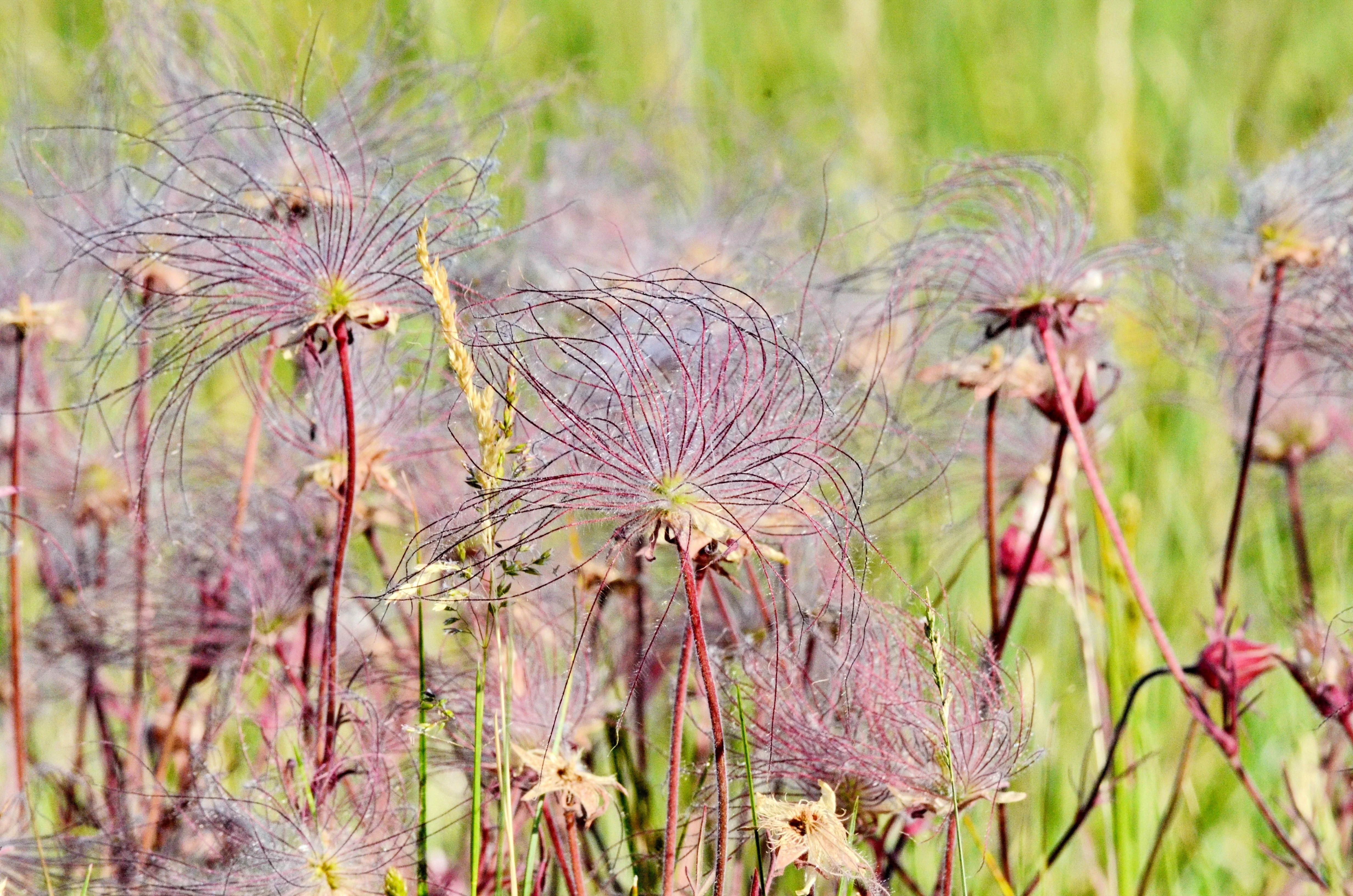 25 PRAIRIE SMOKE Geum Triflorum Purple Prairie Avens Pink Flower Seeds - Image 5