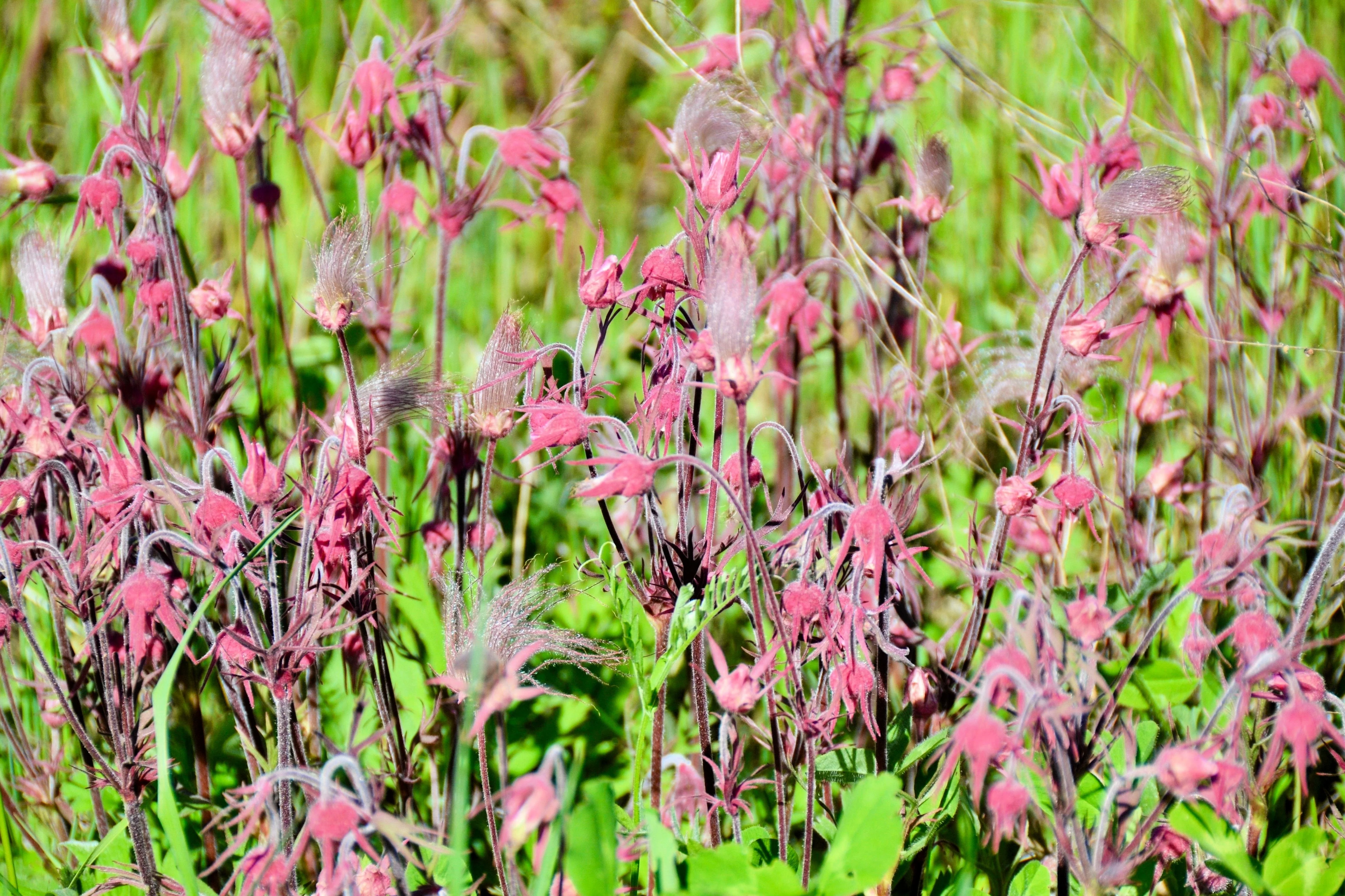 25 PRAIRIE SMOKE Geum Triflorum Purple Prairie Avens Pink Flower Seeds - Image 7