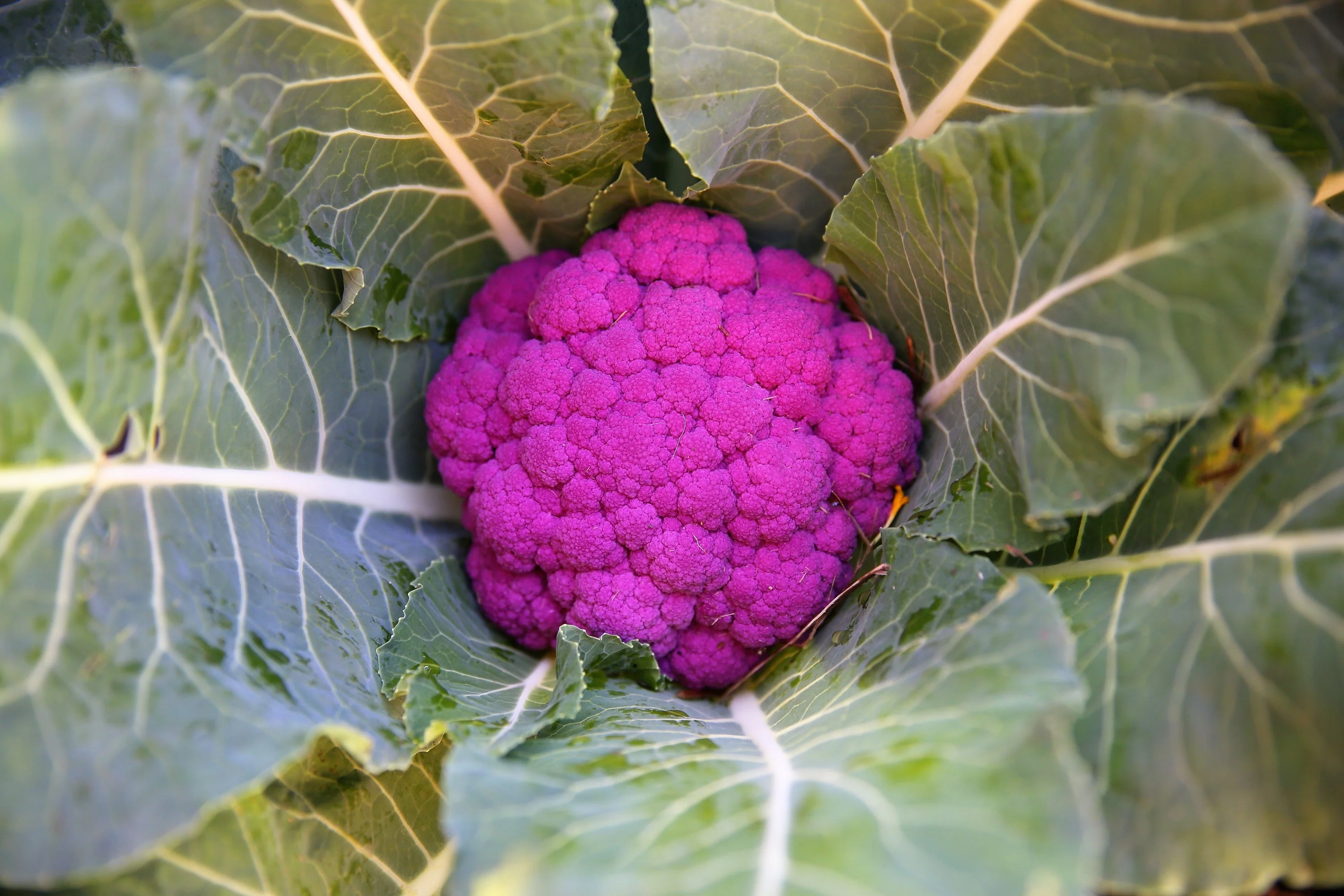 25 PURPLE CAULIFLOWER Violet Queen Brassica Oleracea Botrytis Vegetable Seeds - Image 7