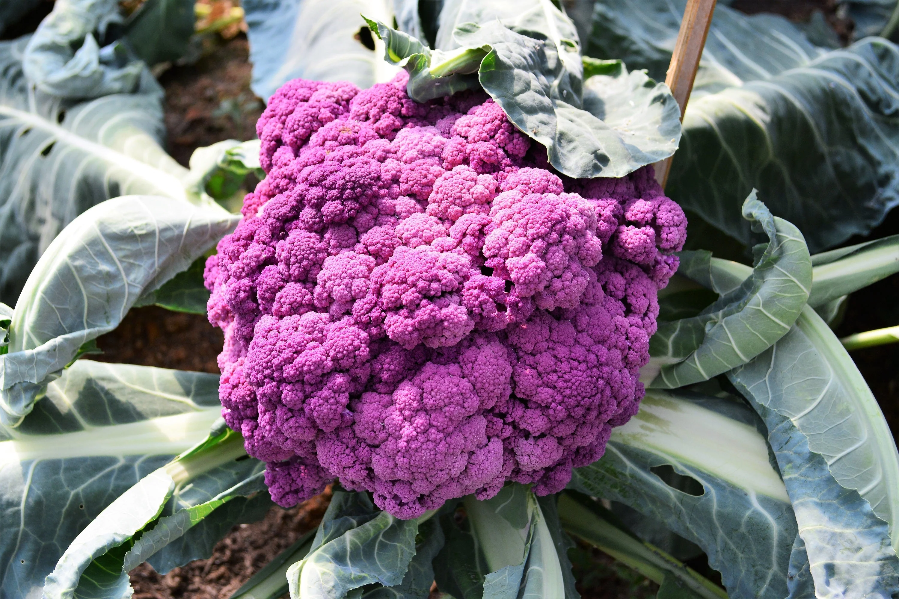 25 PURPLE CAULIFLOWER Violet Queen Brassica Oleracea Botrytis Vegetable Seeds - Image 9