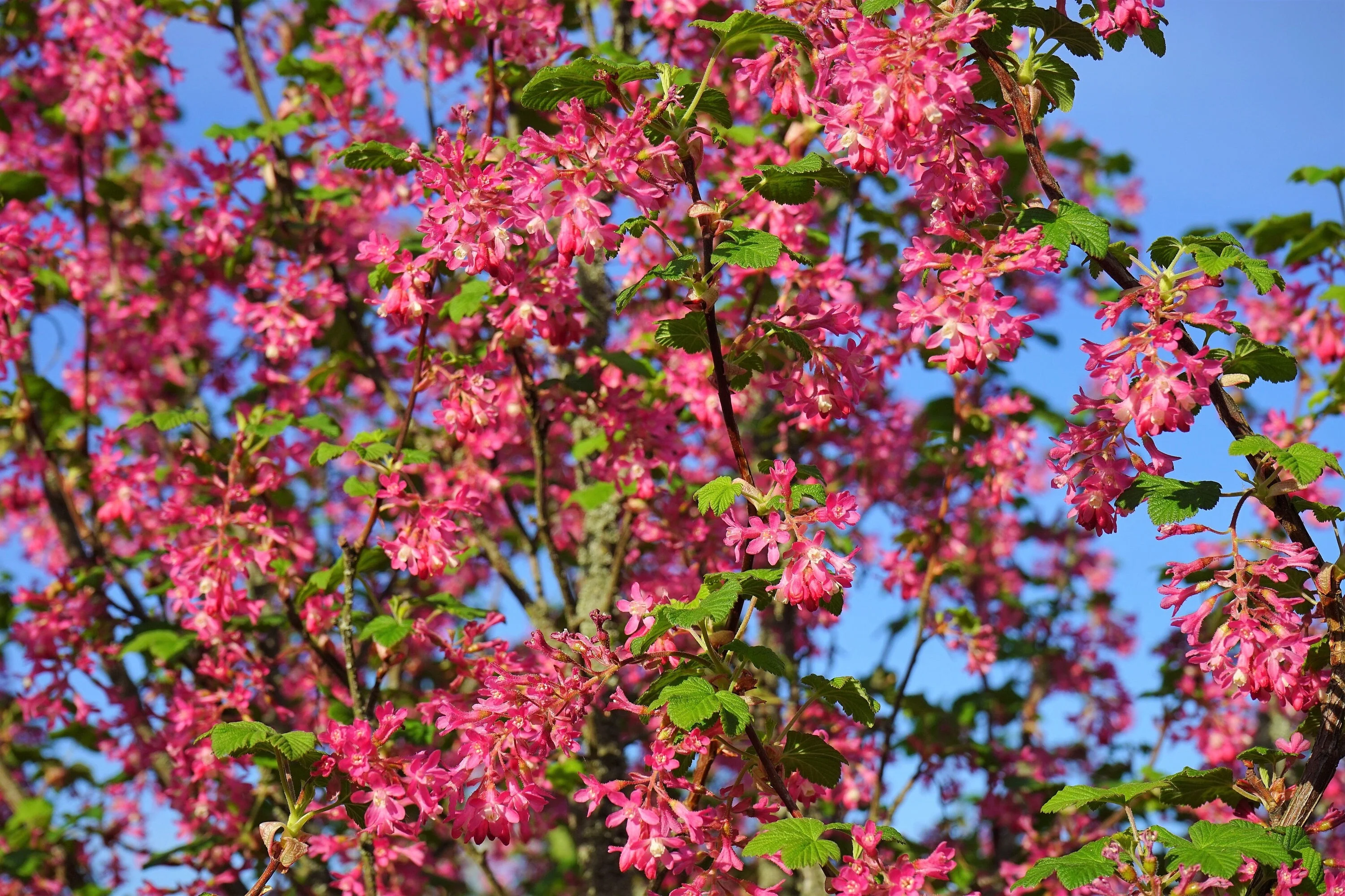 25 RED FLOWERING CURRANT Ribes Sanguineum aka Blood Currant Edible Fruit Blue Black Berries Shrub Seeds - Image 3