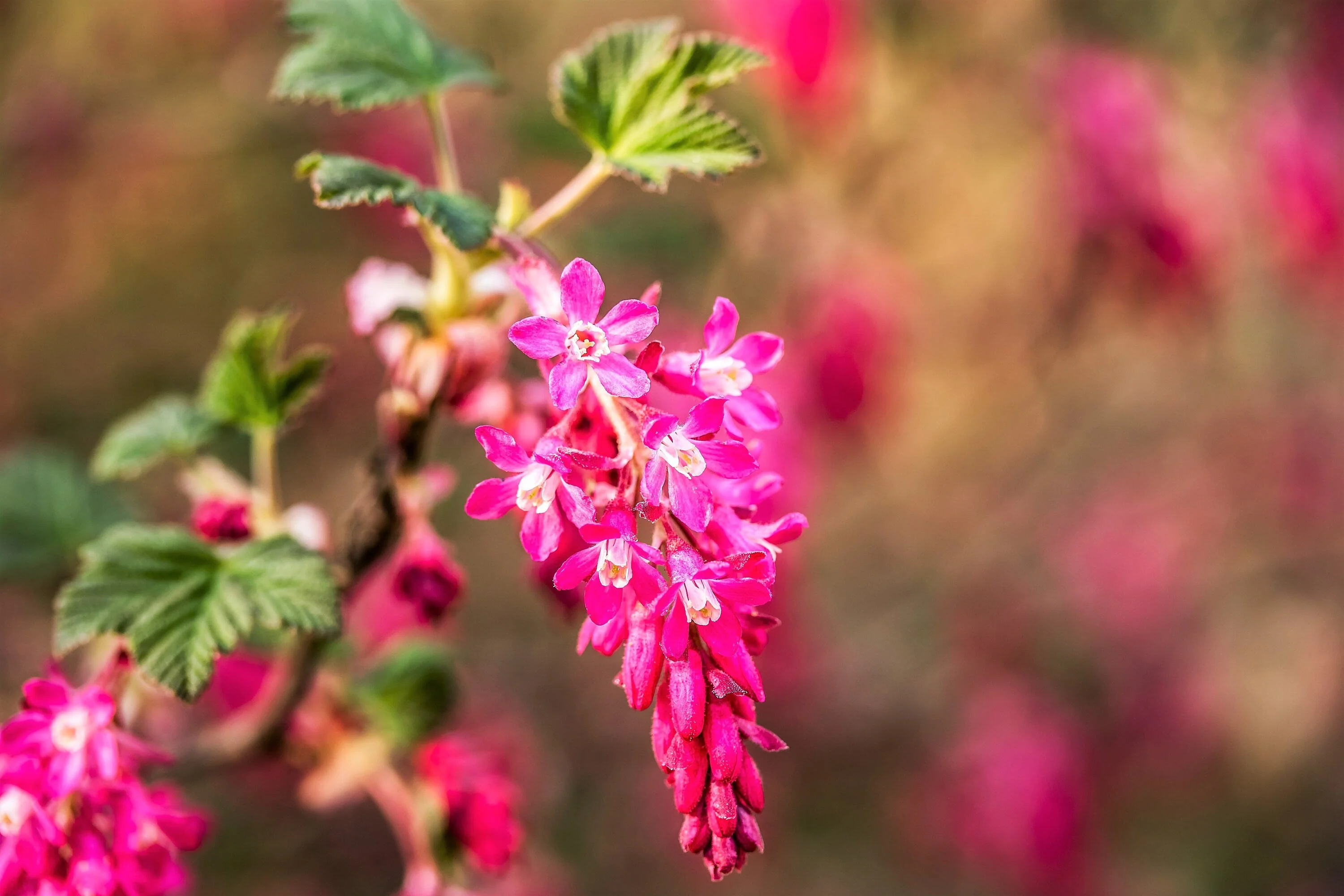 25 RED FLOWERING CURRANT Ribes Sanguineum aka Blood Currant Edible Fruit Blue Black Berries Shrub Seeds - Image 6
