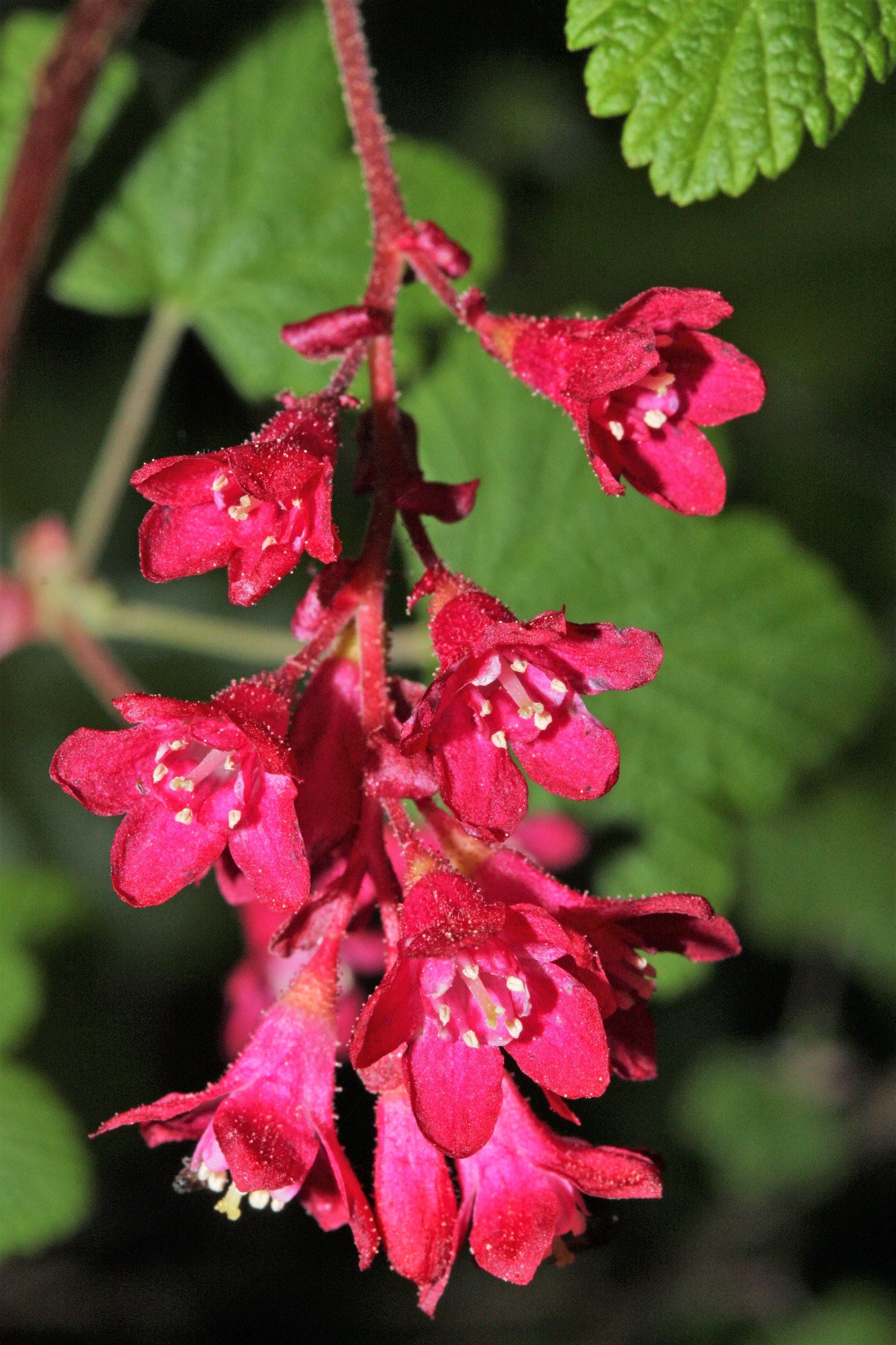 25 RED FLOWERING CURRANT Ribes Sanguineum aka Blood Currant Edible Fruit Blue Black Berries Shrub Seeds - Image 9