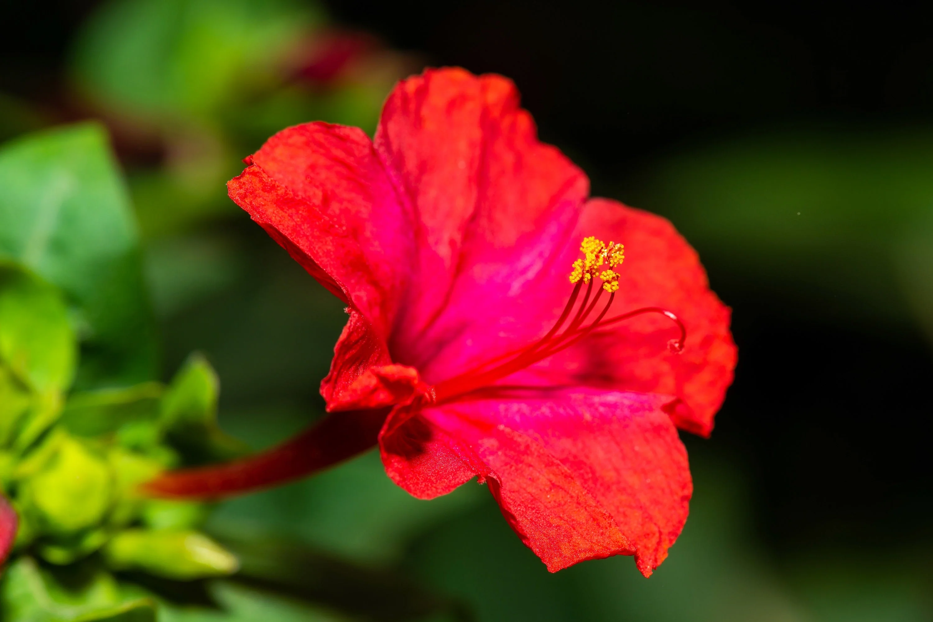 25 RED FOUR O'CLOCK Marvel of Peru Mirabilis Jalapa Flower Seeds - Image 4