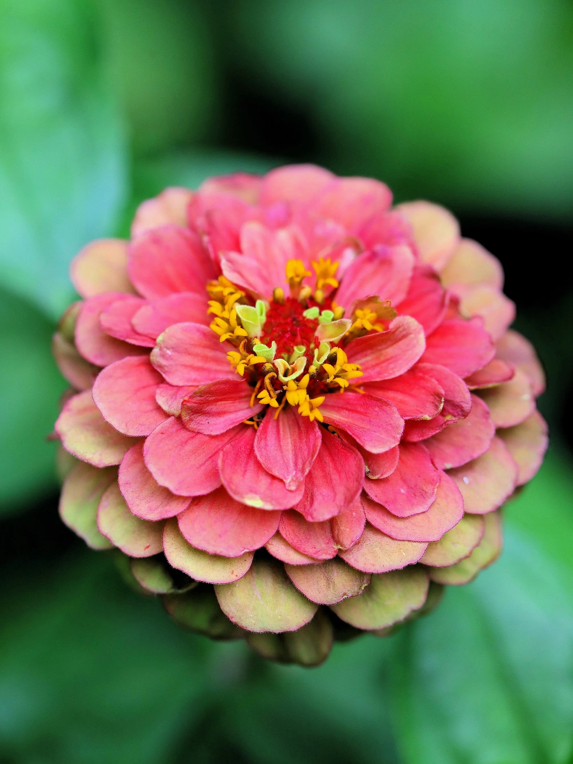25 RED LIME QUEENY ZINNIA Elegans Green Queen Flower Seeds - Image 3