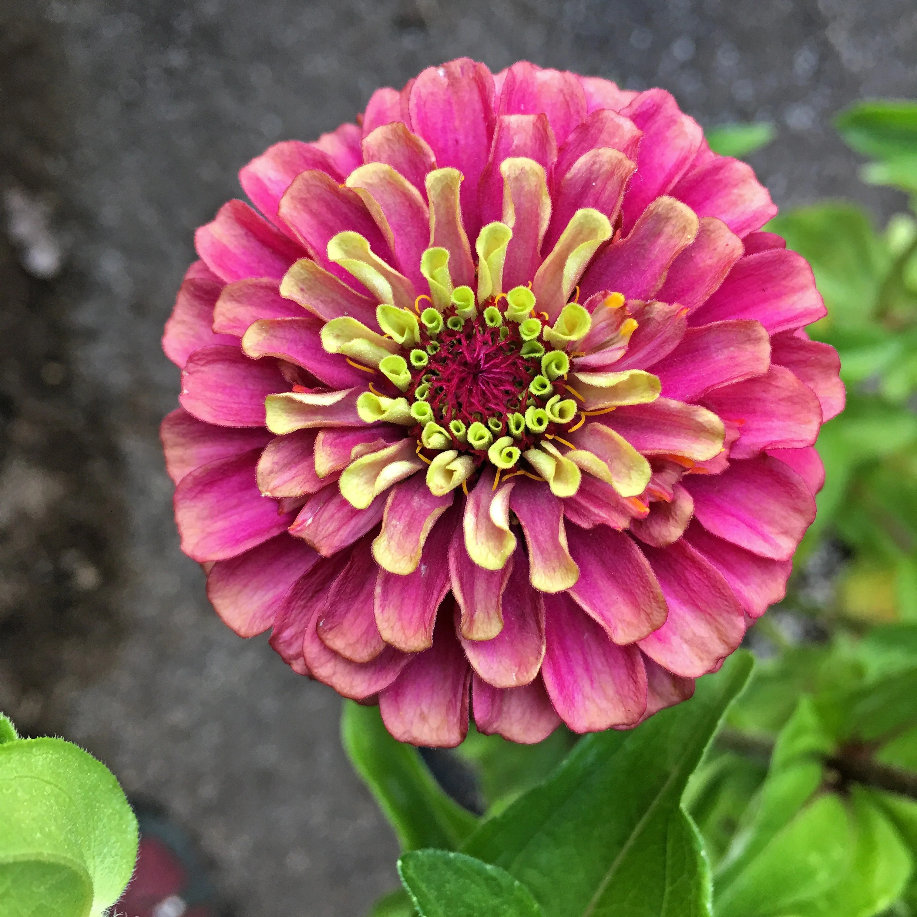 25 RED LIME QUEENY ZINNIA Elegans Green Queen Flower Seeds - Image 6