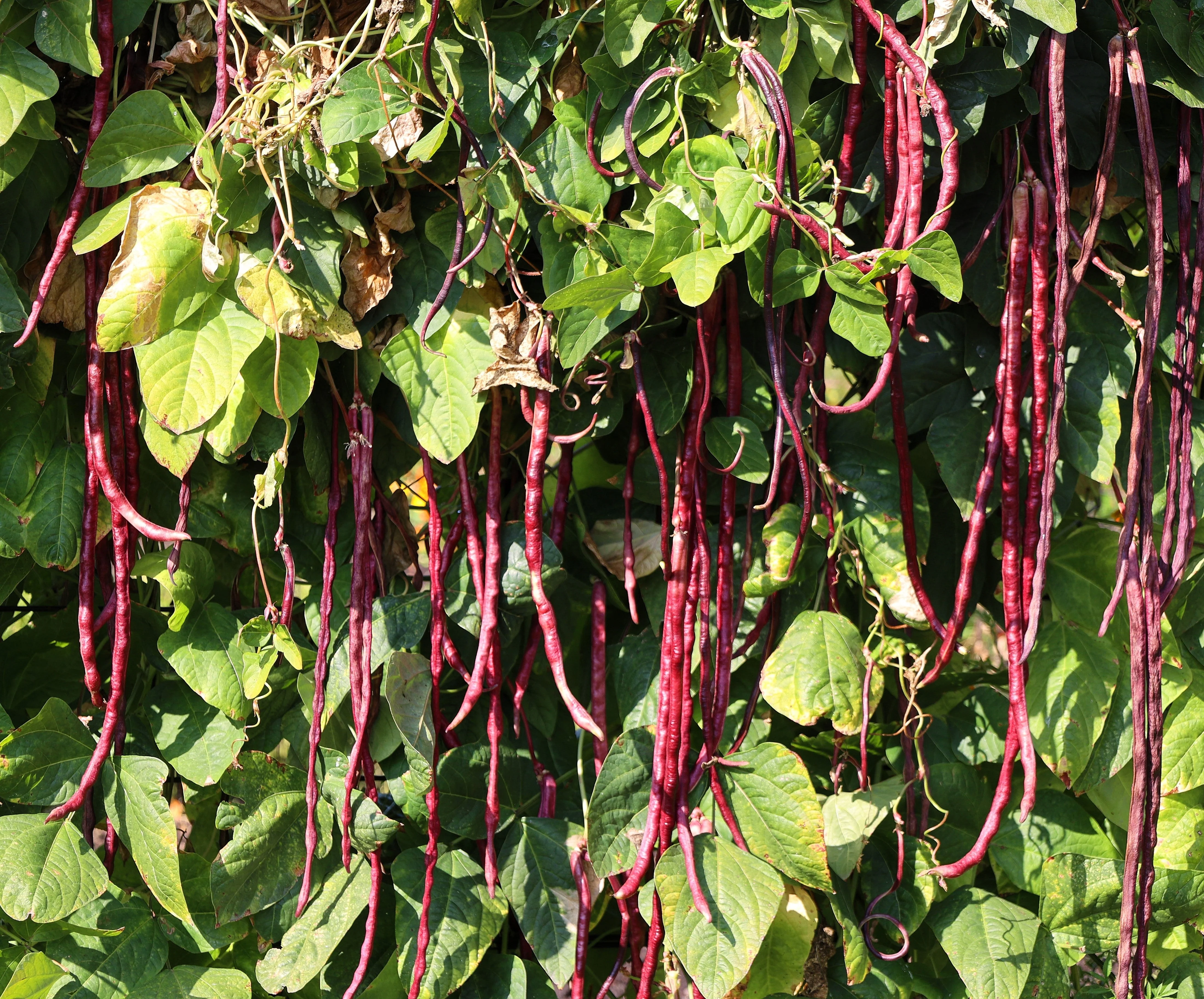 25 RED NOODLE BEAN Yard Long Asparagus Bean Chinese Phaseolus Vulgaris Legume Vegetable Seeds - Image 8