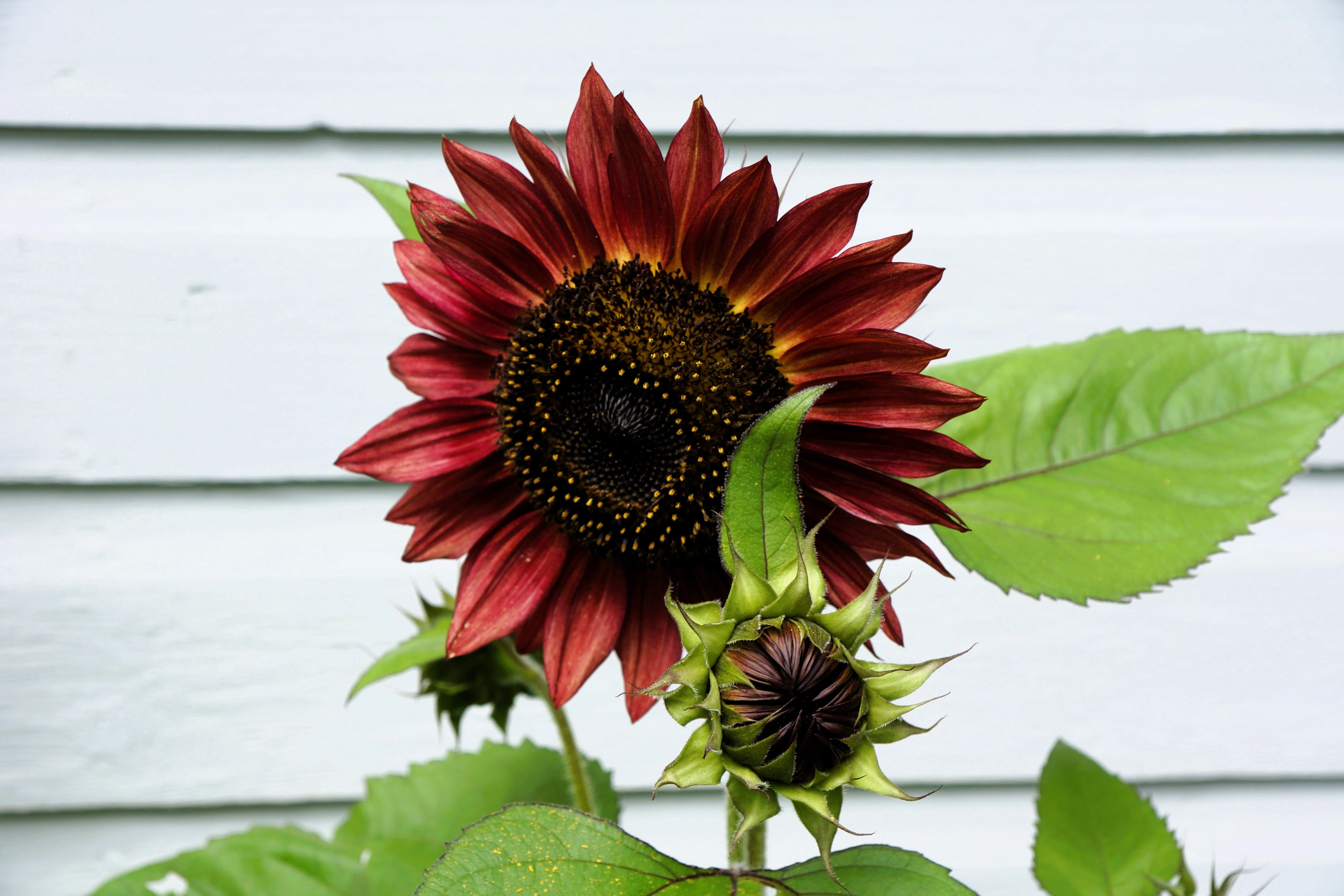 25 Red VELVET QUEEN SUNFLOWER Helianthus Annuus Flower Seeds - Image 9