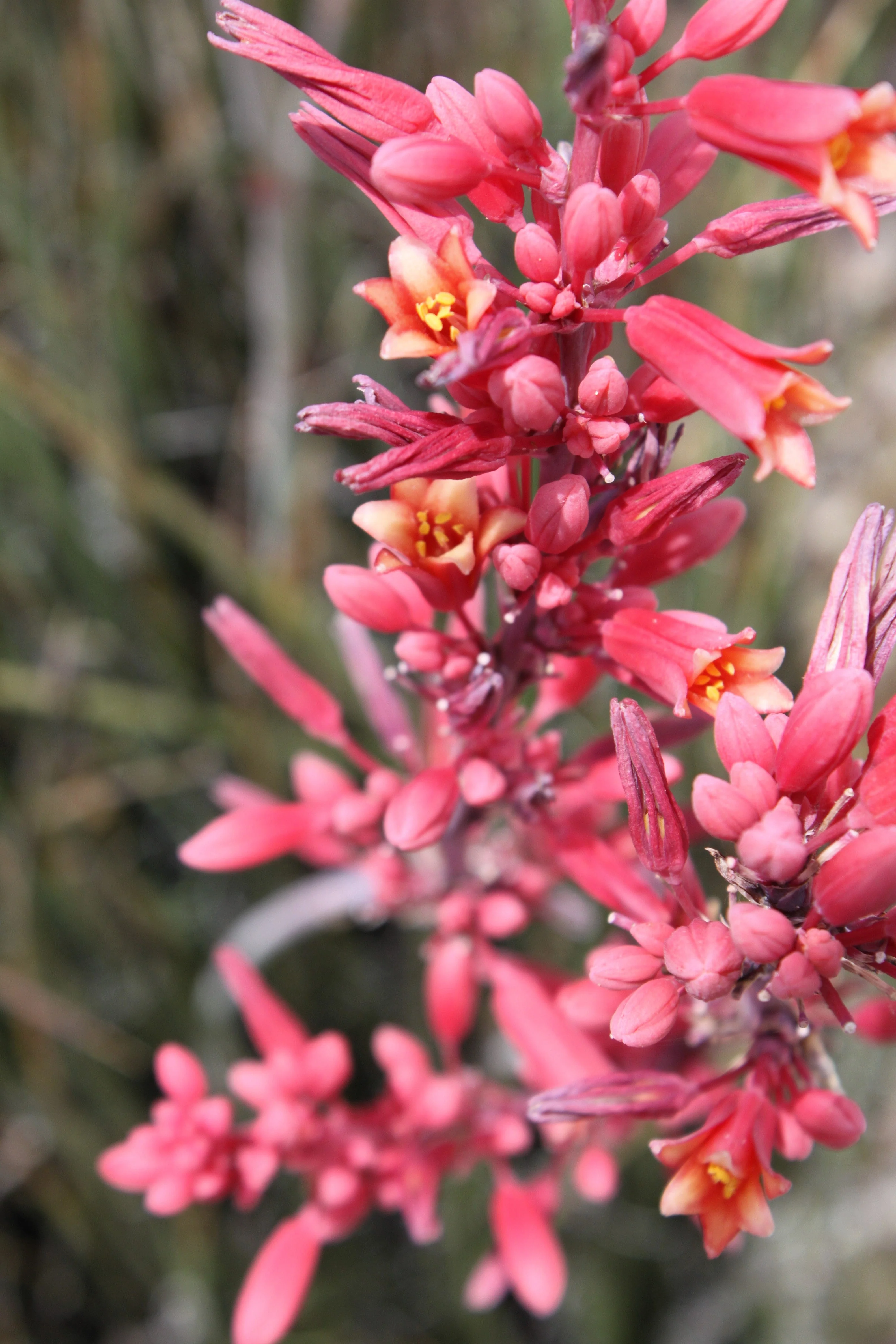 25 RED YUCCA Hesperaloe Parviflora aka Hummingbird, Coral, & Texas Yucca Flower Seeds - Image 10