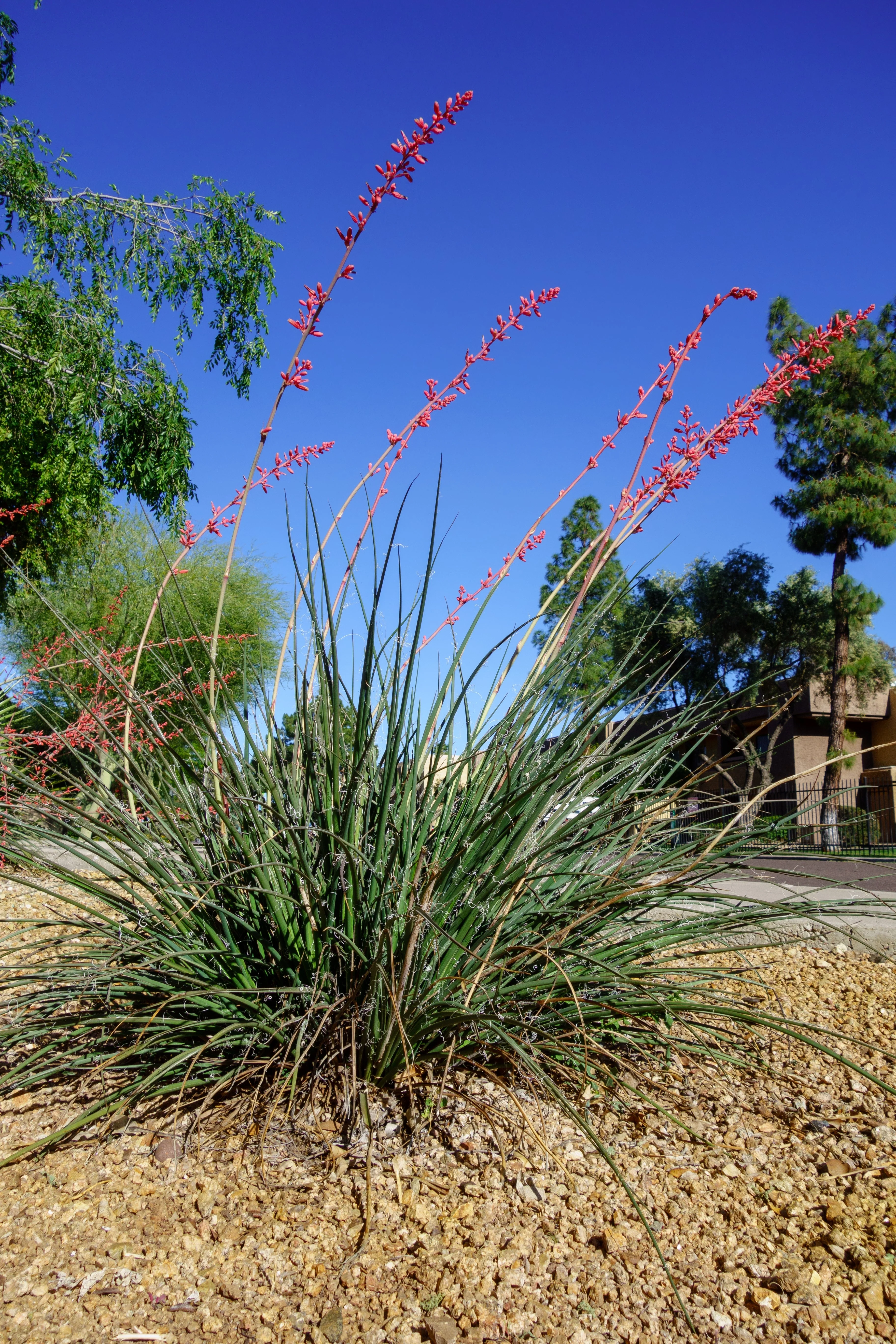 25 RED YUCCA Hesperaloe Parviflora aka Hummingbird, Coral, & Texas Yucca Flower Seeds - Image 12