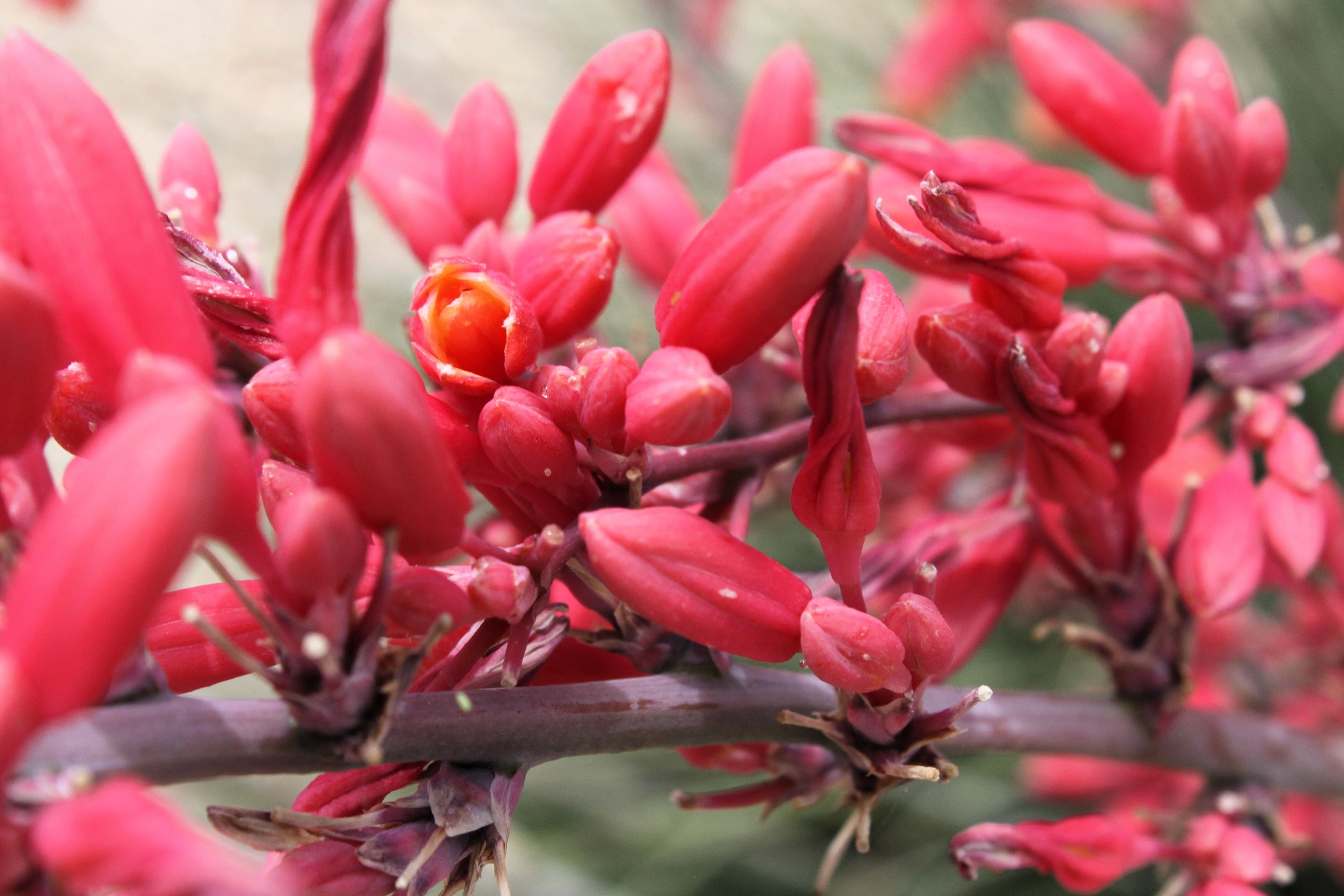 25 RED YUCCA Hesperaloe Parviflora aka Hummingbird, Coral, & Texas Yucca Flower Seeds - Image 2