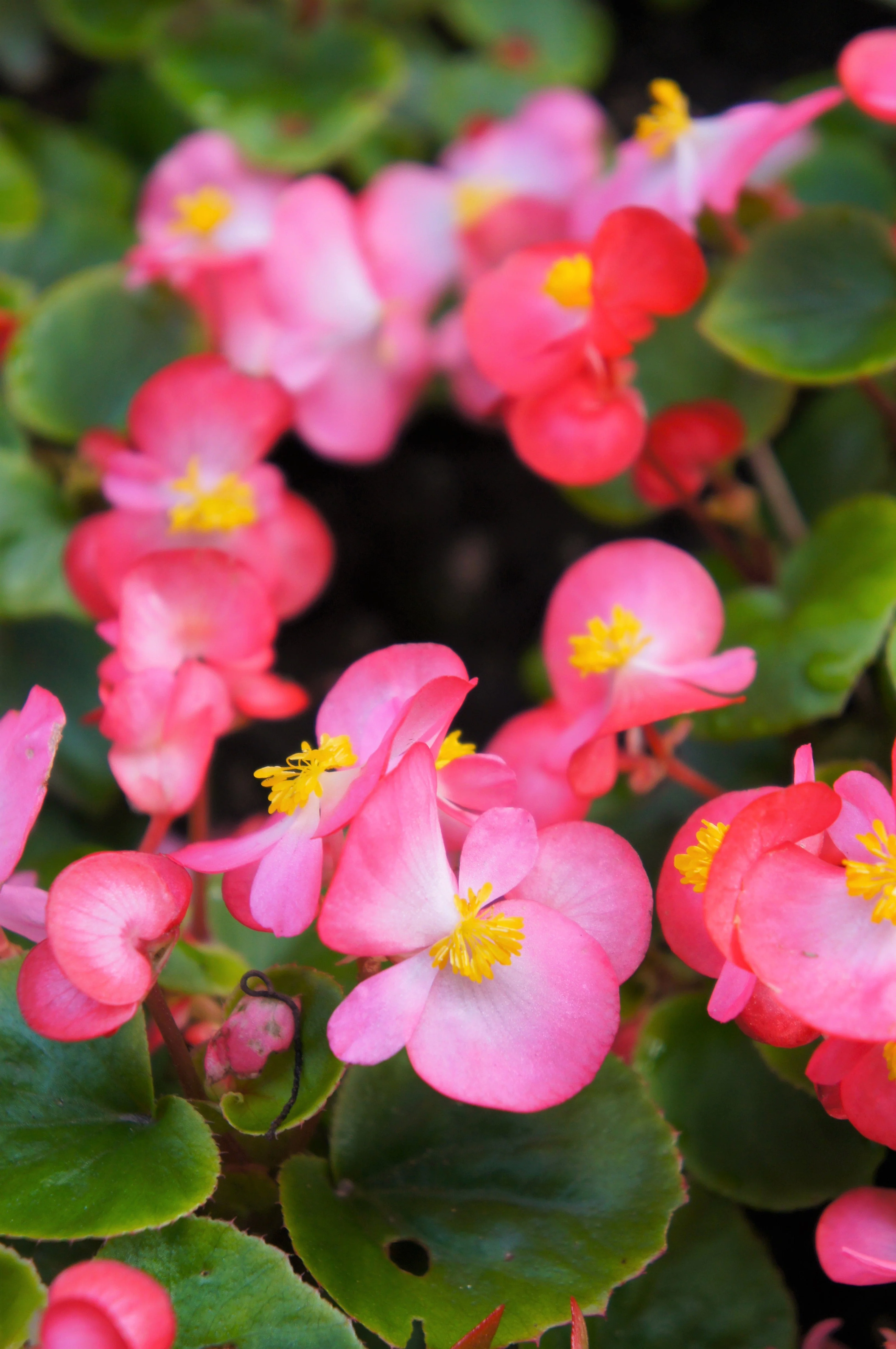 25 Rose PINK WAX BEGONIA Semperflorens Fibrous Shade Flower Seeds - Image 2