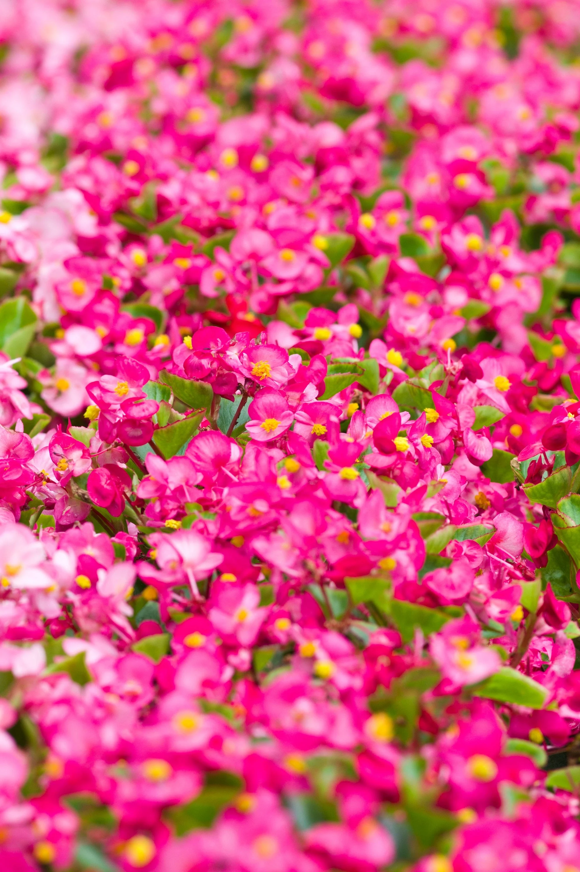 25 Rose PINK WAX BEGONIA Semperflorens Fibrous Shade Flower Seeds - Image 6