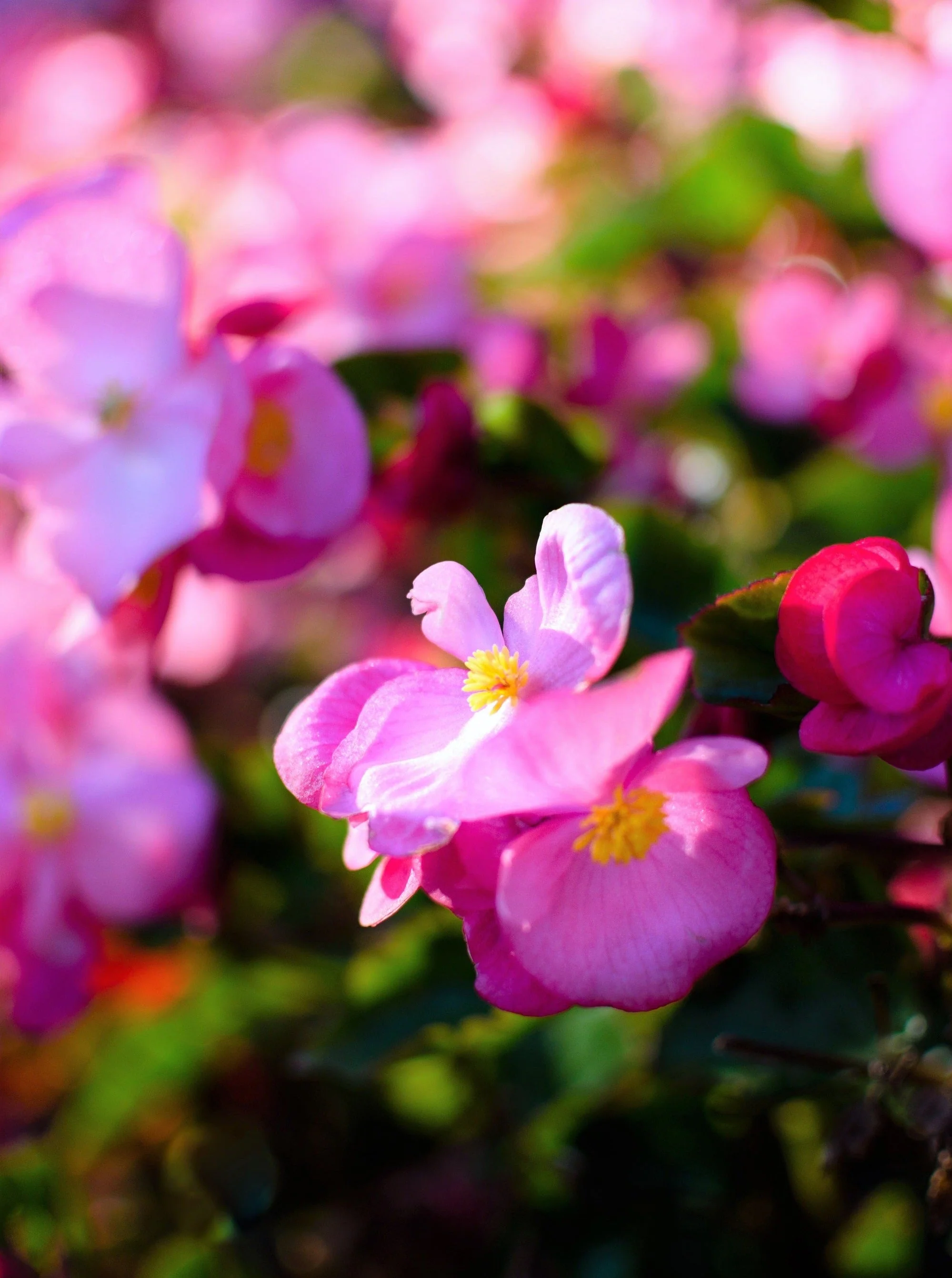 25 Rose PINK WAX BEGONIA Semperflorens Fibrous Shade Flower Seeds - Image 8