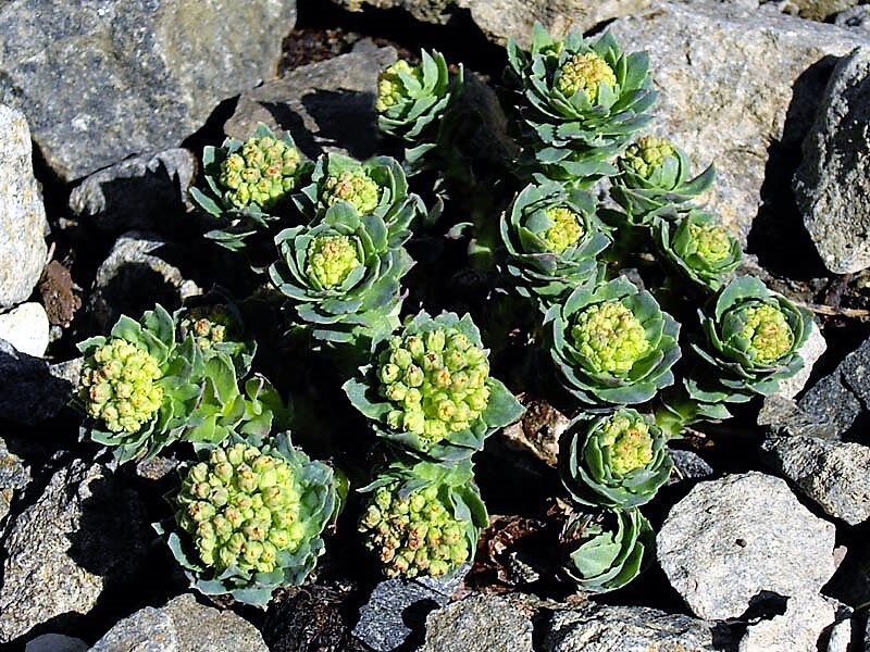 25 ROSEROOT STONECROP Golden Rose Root Sedum Rhodiola Rosea Yellow Succulent Flower Seeds - Image 10