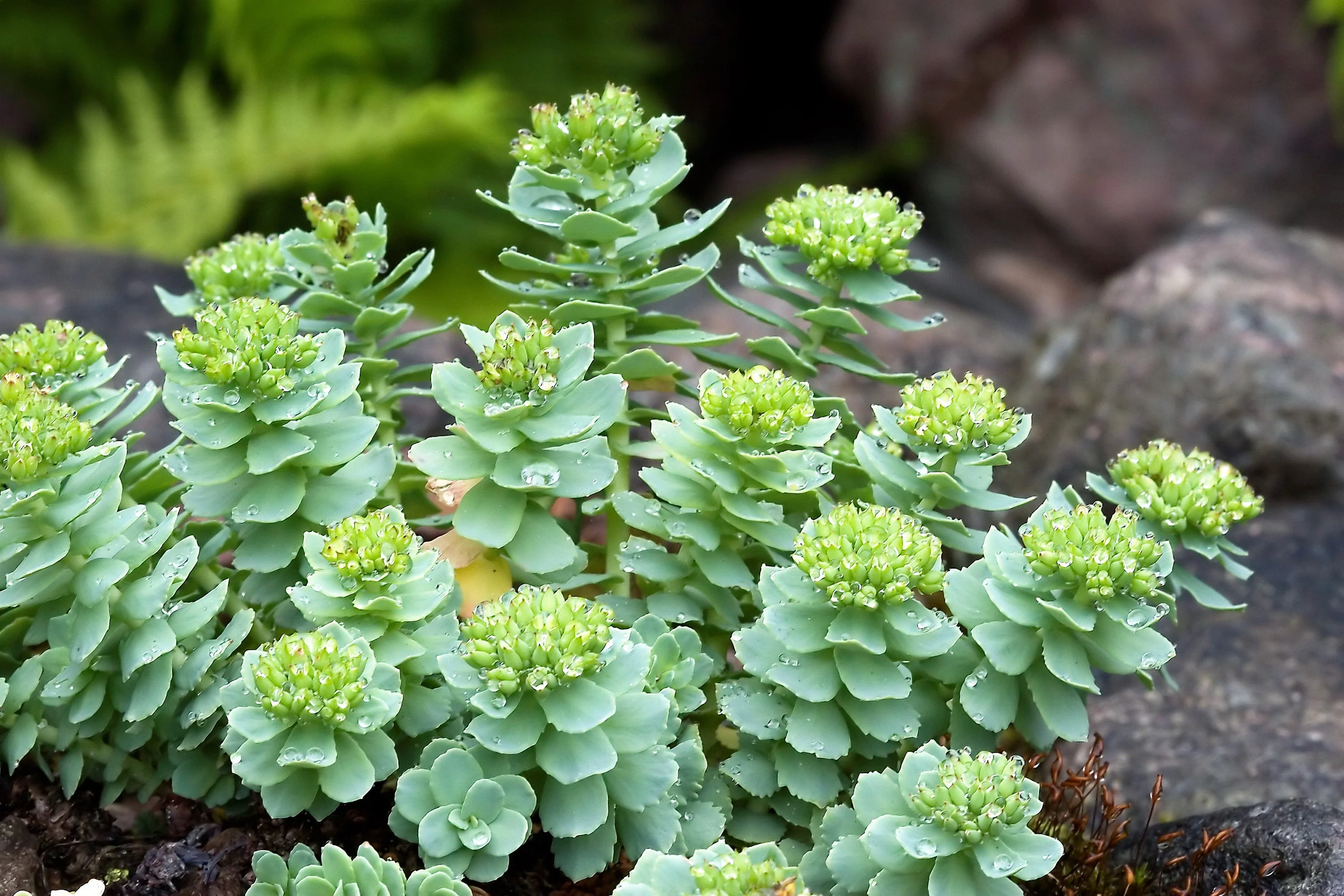 25 ROSEROOT STONECROP Golden Rose Root Sedum Rhodiola Rosea Yellow Succulent Flower Seeds - Image 7