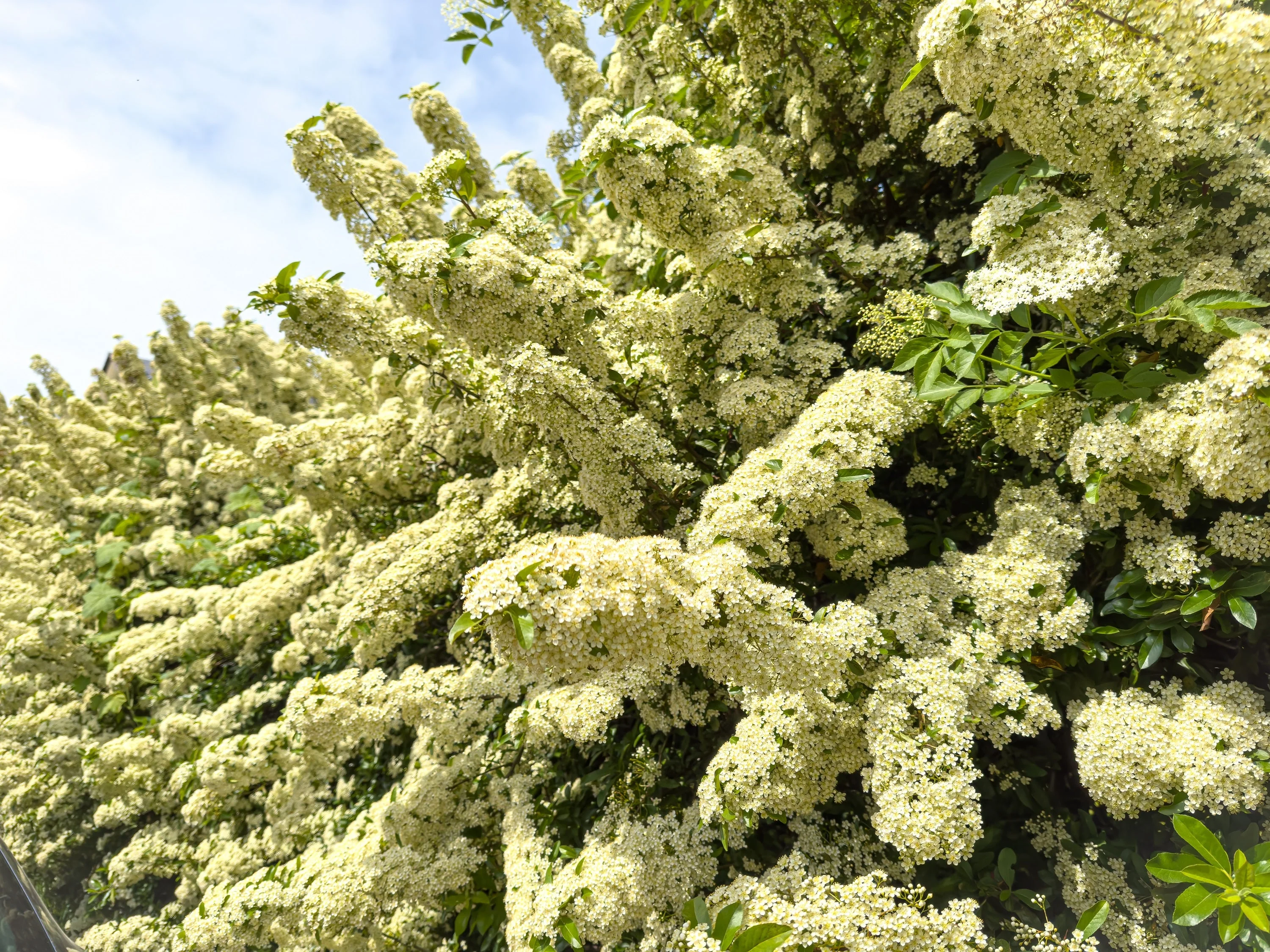 25 SCARLET FIRETHORN Pyracantha Coccinea Bush Shrub Flower Seeds - Image 8