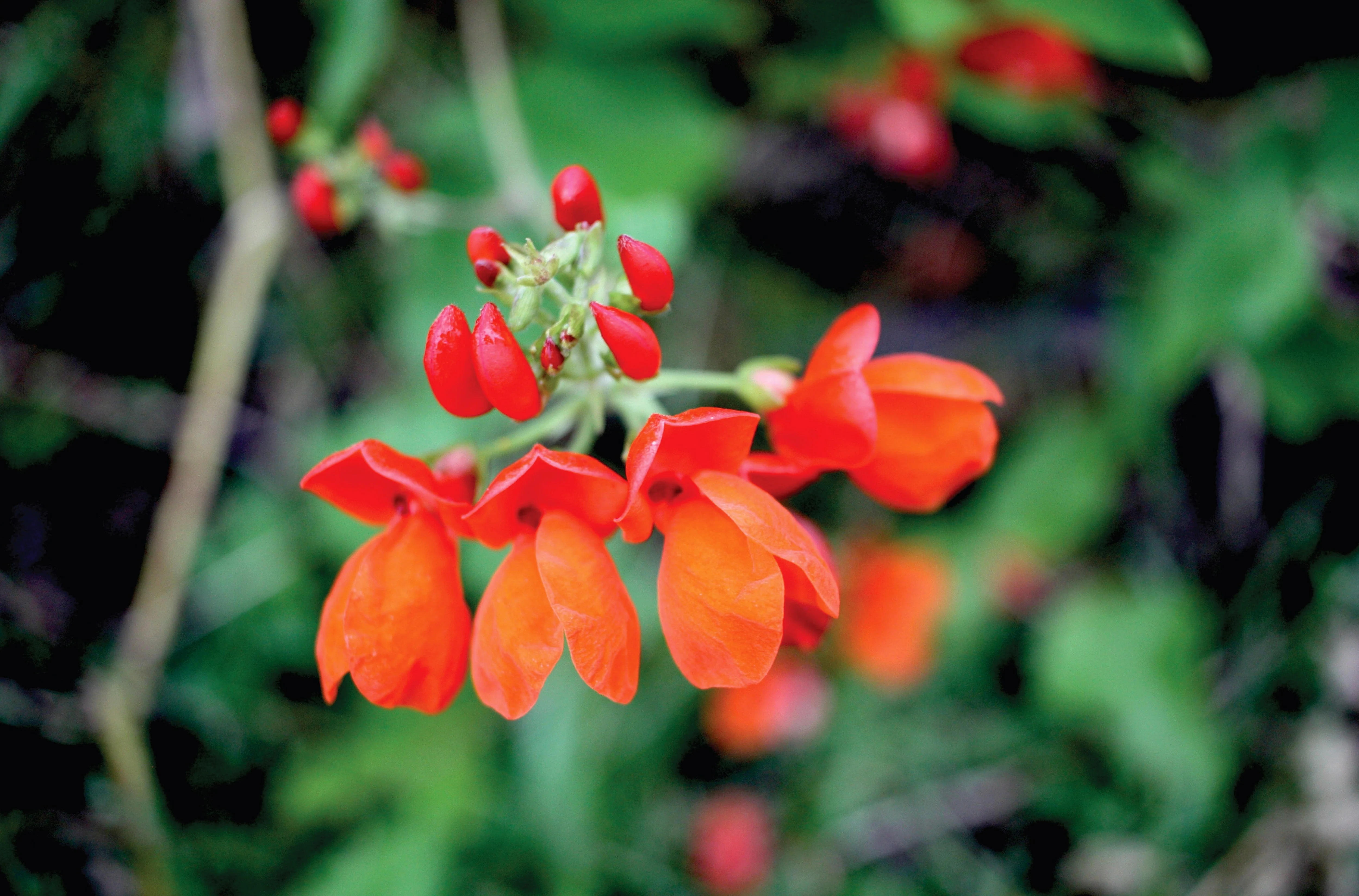 25 SCARLET RUNNER Pole BEAN Ornamental Red Flowers Phaseolus Vulgaris Vegetable Seeds - Image 3