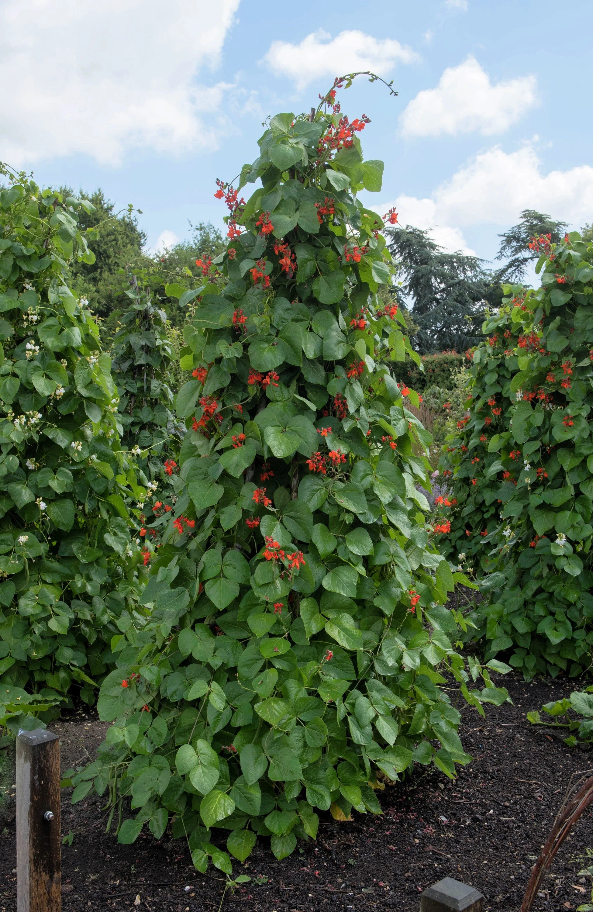 25 SCARLET RUNNER Pole BEAN Ornamental Red Flowers Phaseolus Vulgaris Vegetable Seeds - Image 7
