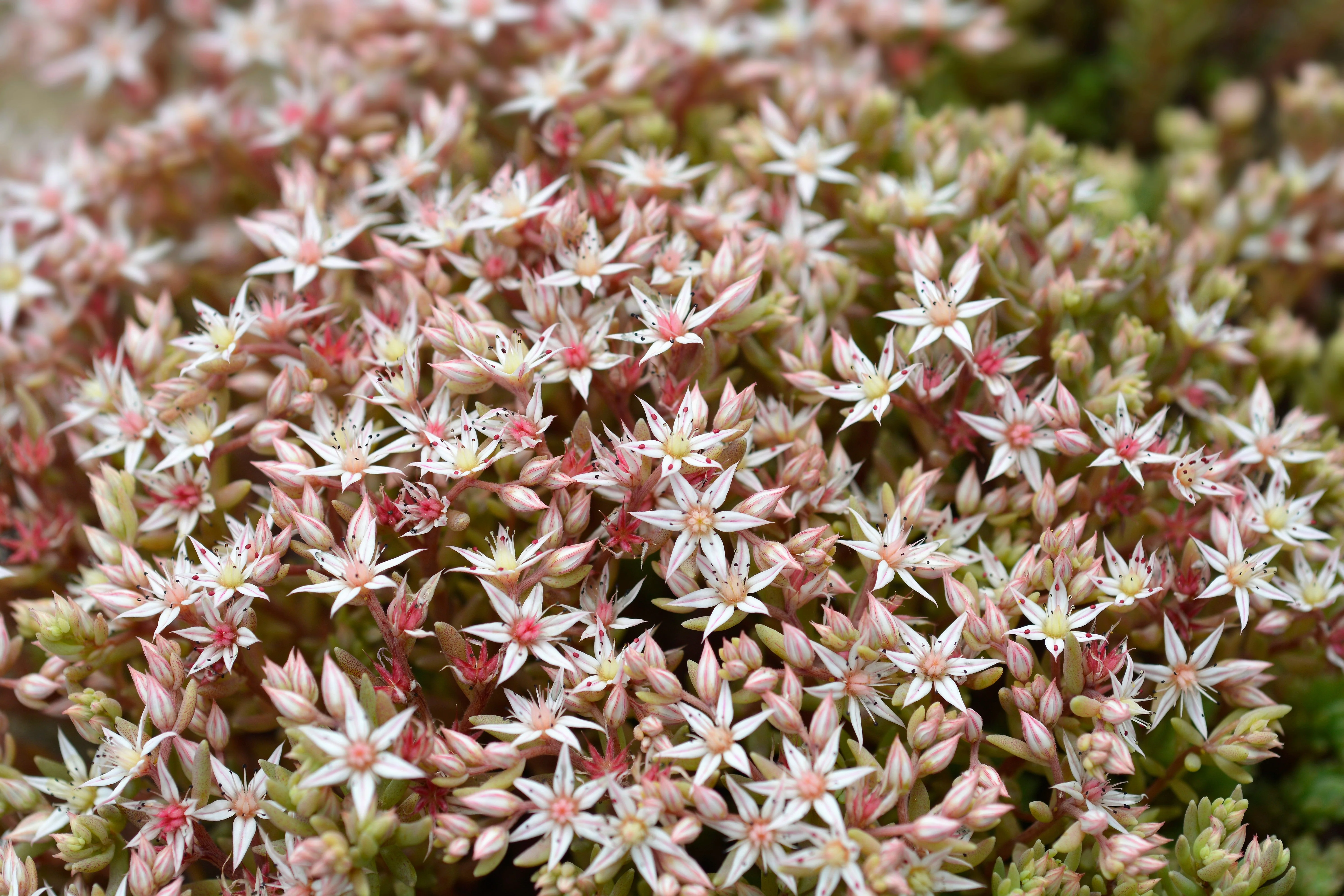25 Spanish STONECROP / SEDUM HISPANICUM Groundcover Flower Seeds - Image 5