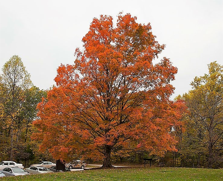 25 SUGAR MAPLE Syrup TREE Native Rock Fall Color Acer Saccharum Seeds - Image 5