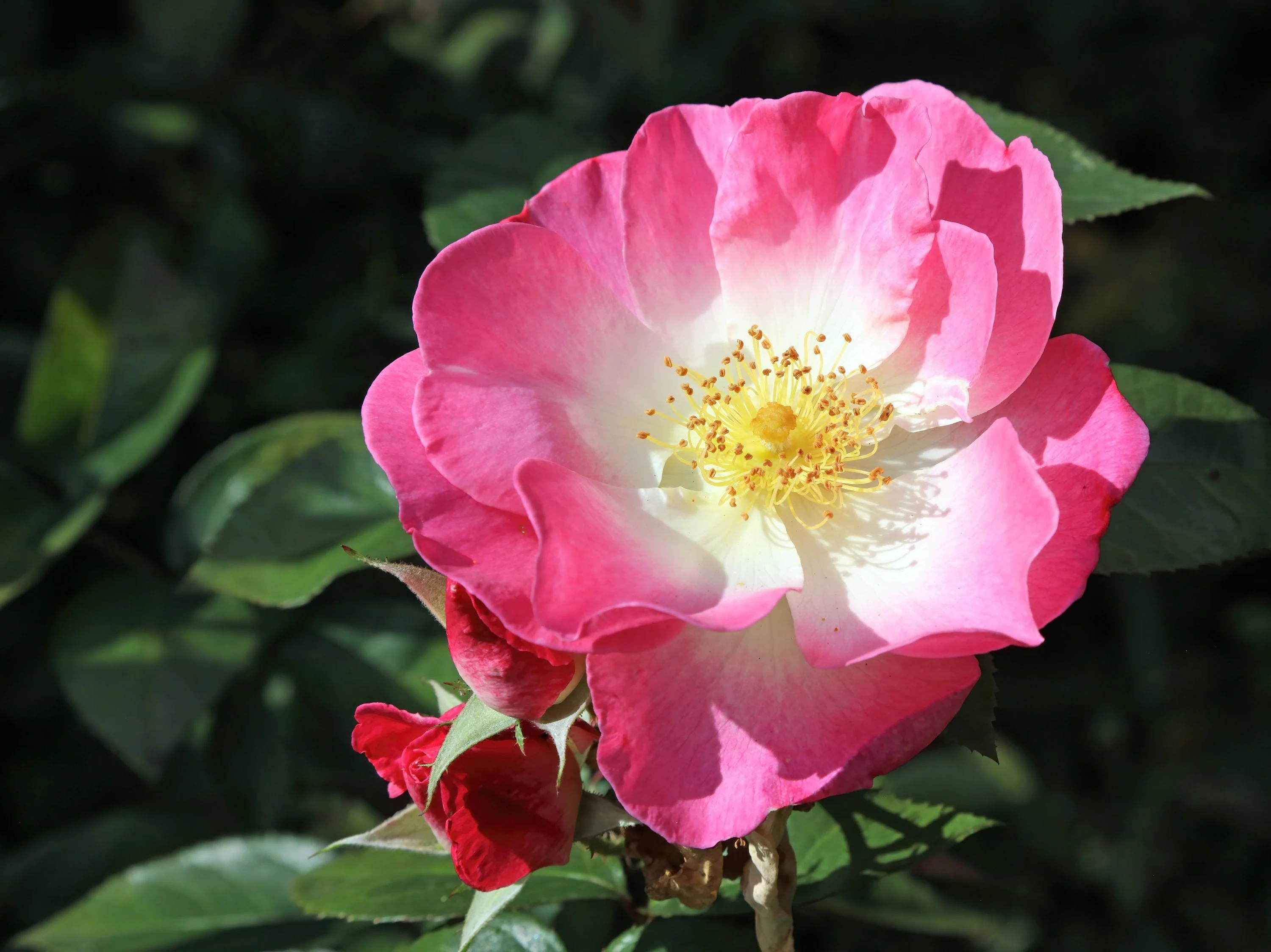 25 SWEET BRIAR ROSE Multiple Shades of Pink Eglantine Rose Rosa Eglanteria syn. Rosa Rubiginosa Flower Shrub Seeds - Image 2
