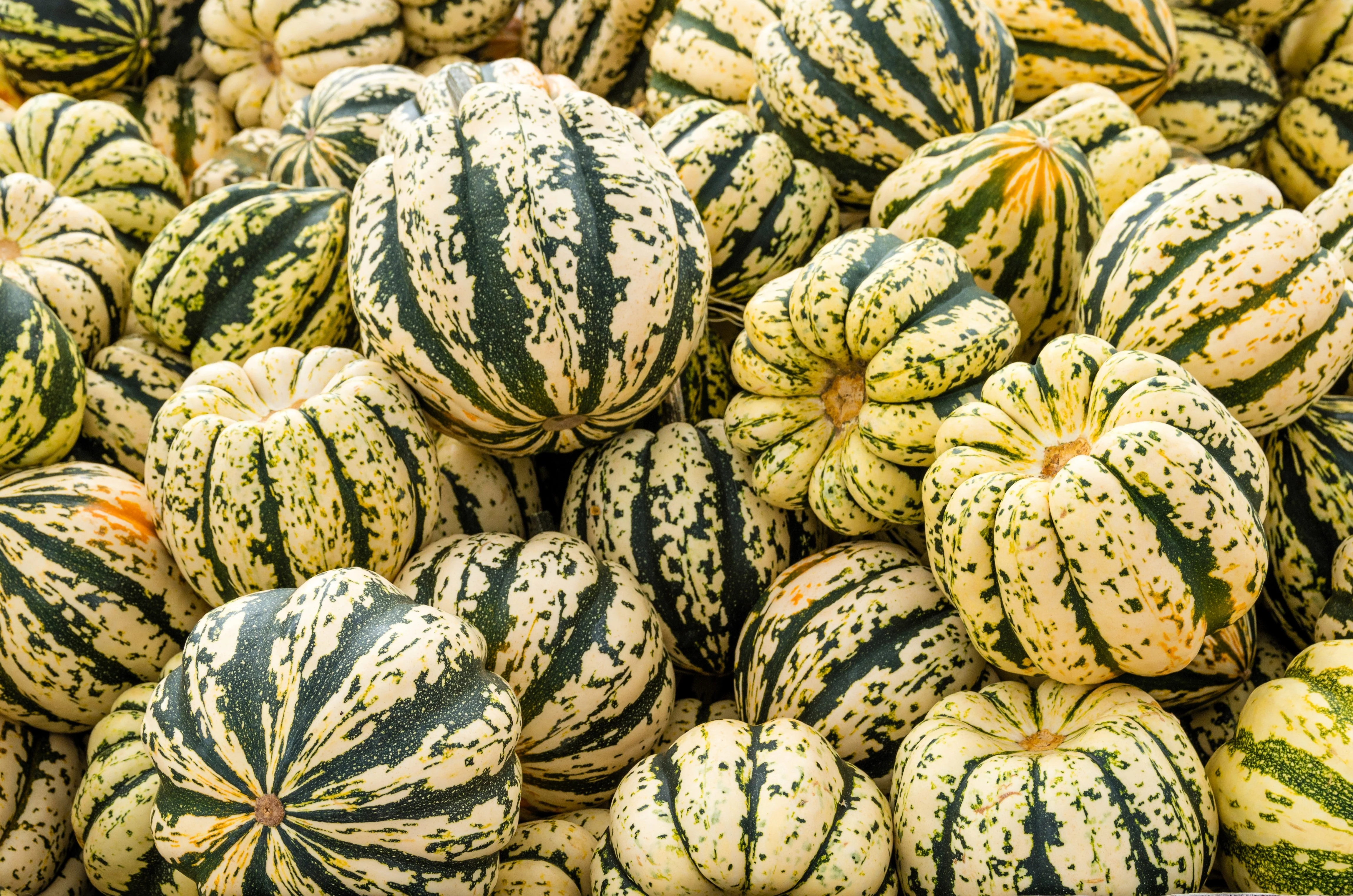 25 SWEET DUMPLING SQUASH Orange Winter Delicata Cucurbita Maxima Vegetable Seeds - Image 4