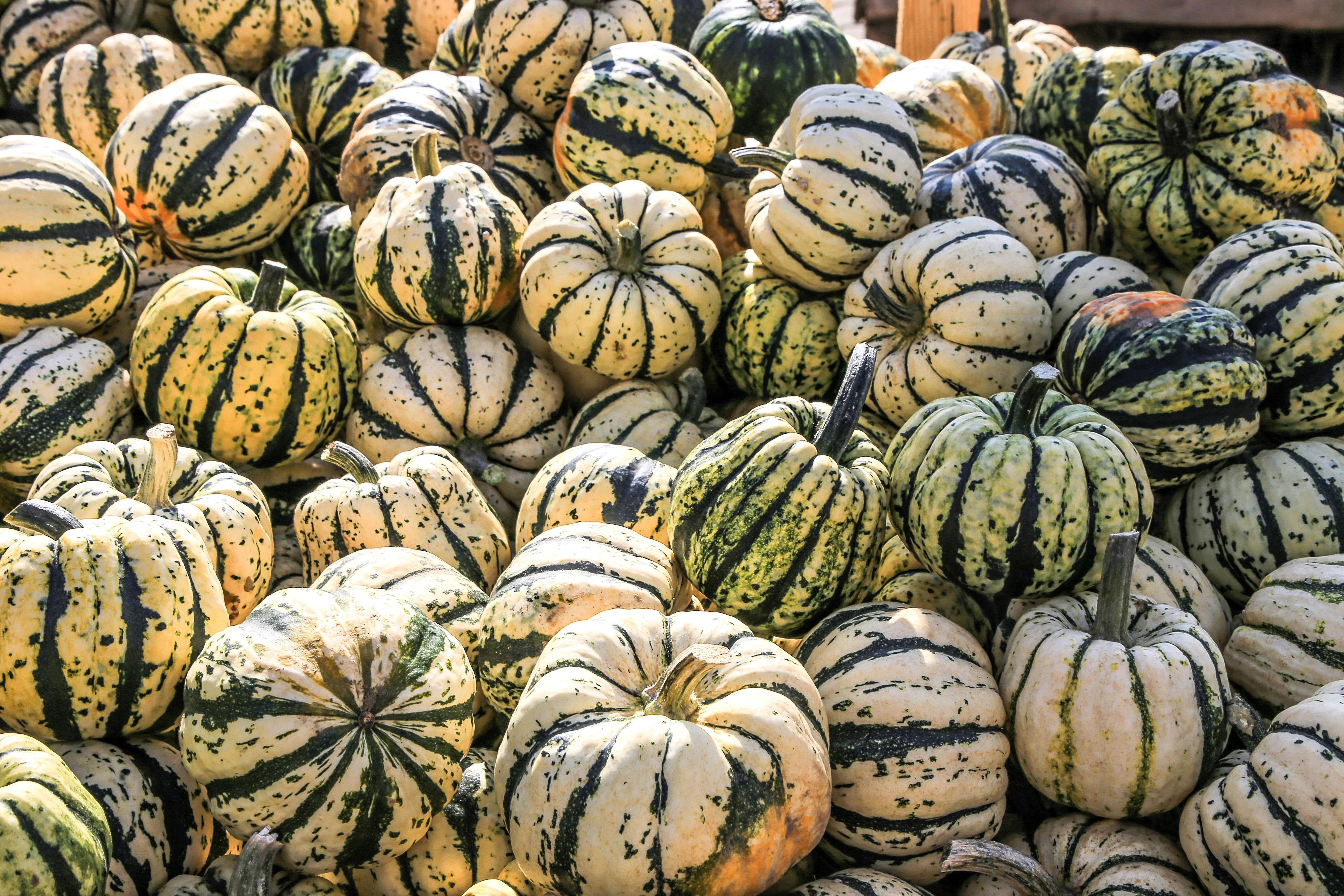 25 SWEET DUMPLING SQUASH Orange Winter Delicata Cucurbita Maxima Vegetable Seeds - Image 5