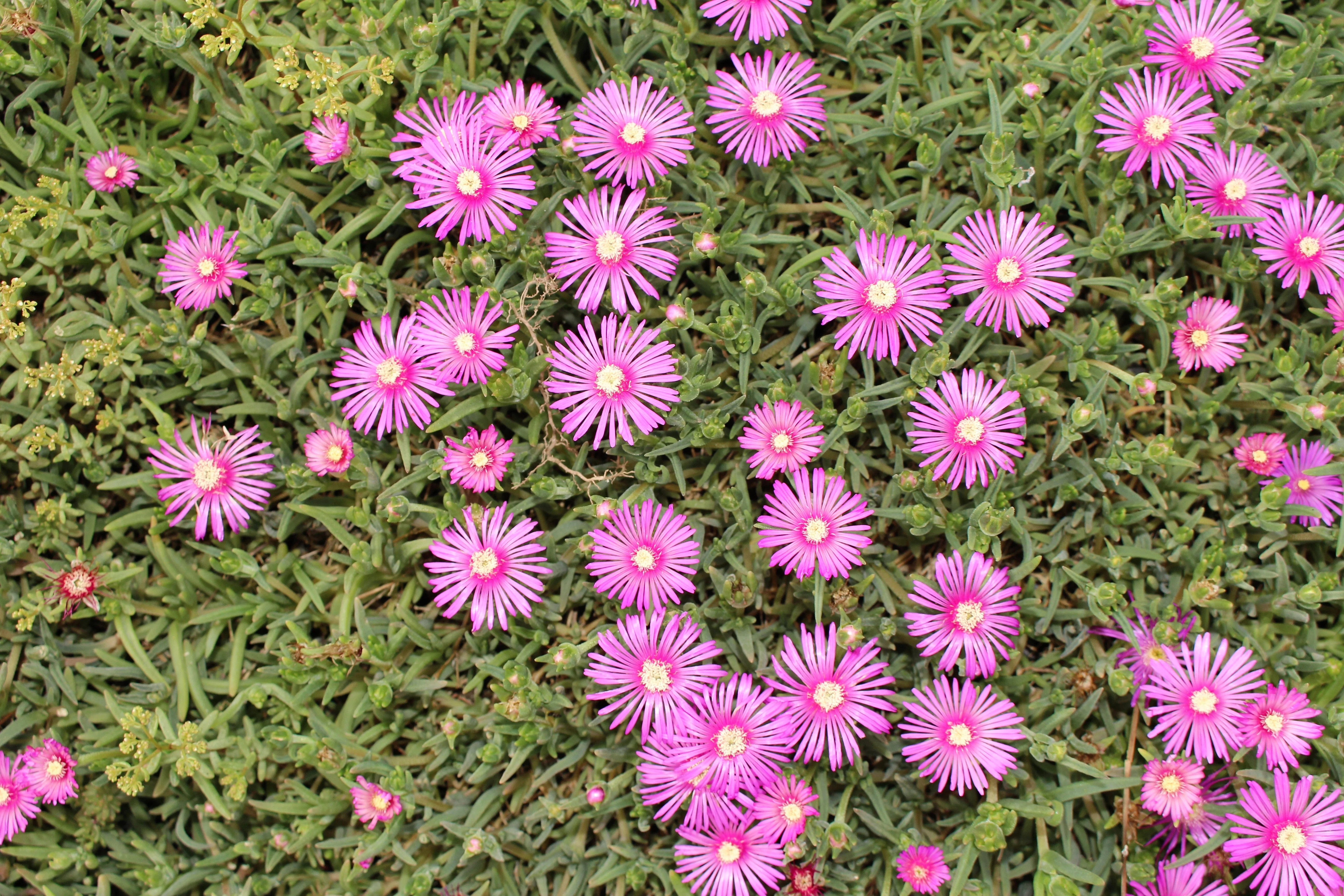 25 Table Mountain ICE PLANT Magenta Fuchsia Delosperma Cooperi Hardy Pink Carpet Flower Seeds - Image 5