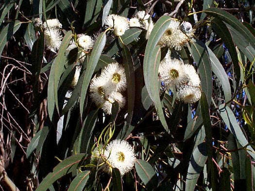 25 TASMANIAN Blue Gum TREE / EUCALYPTUS Globulus Flower Seeds - Image 2