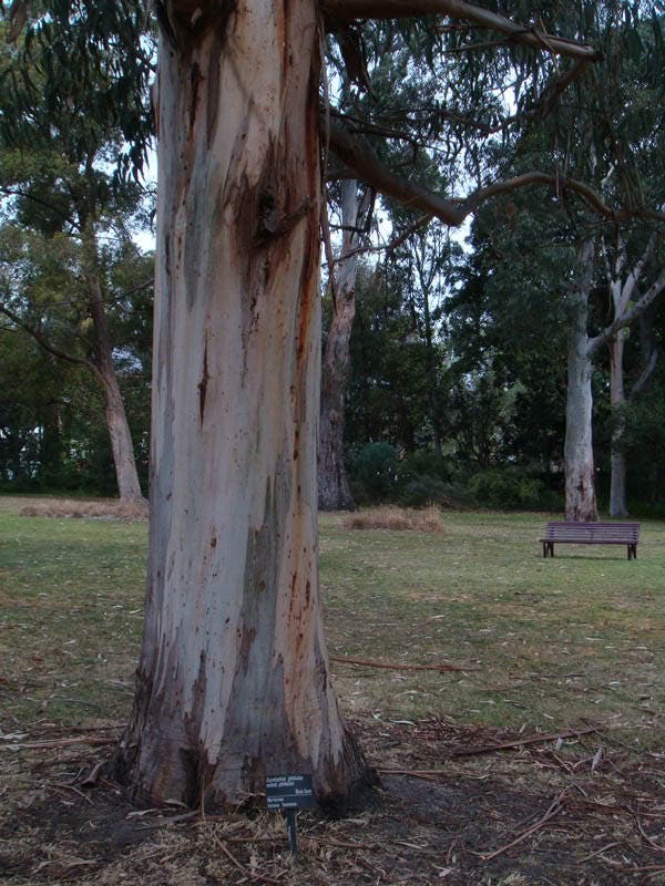 25 TASMANIAN Blue Gum TREE / EUCALYPTUS Globulus Flower Seeds - Image 5