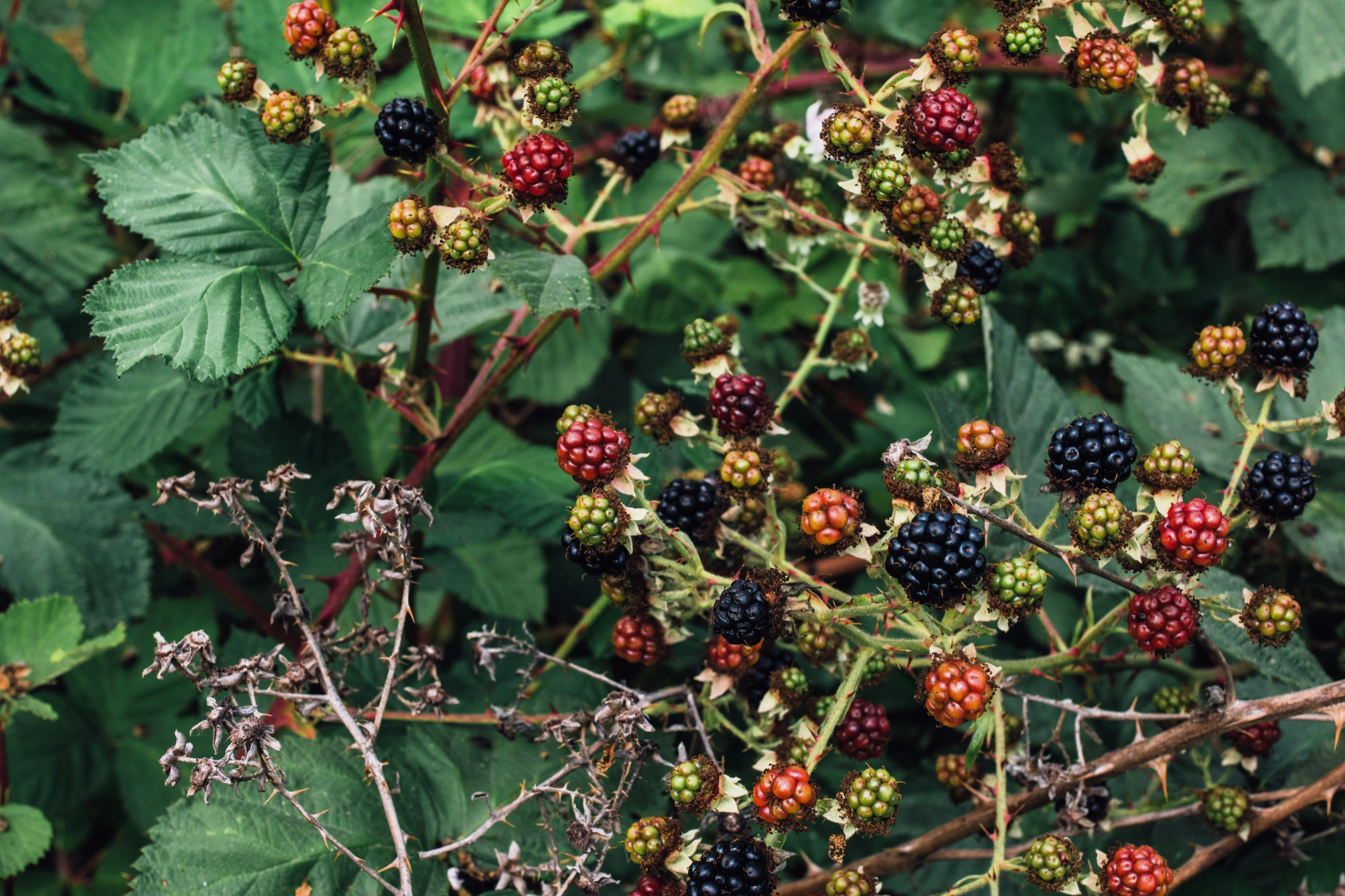 25 TRAILING BLACKBERRY Pacific Rubus Ursinus Vining Shrub Fruit Berry Seeds - Image 4