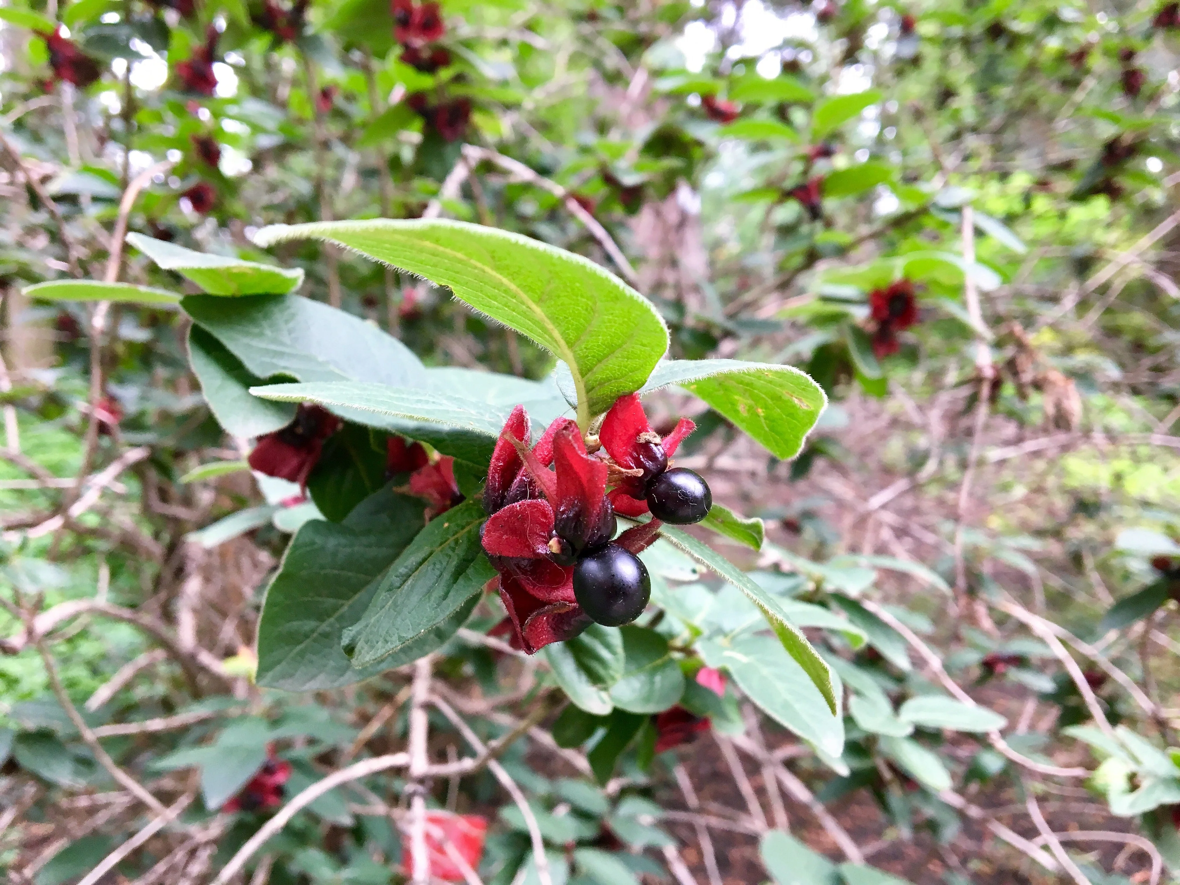 25 TWINBERRY HONEYSUCKLE Lonicera Involucrata California Bearberry Black Twin Berry Endangered Native Sun or Shade Shrub Yellow Red Hummingbird Flower Seeds - Image 10