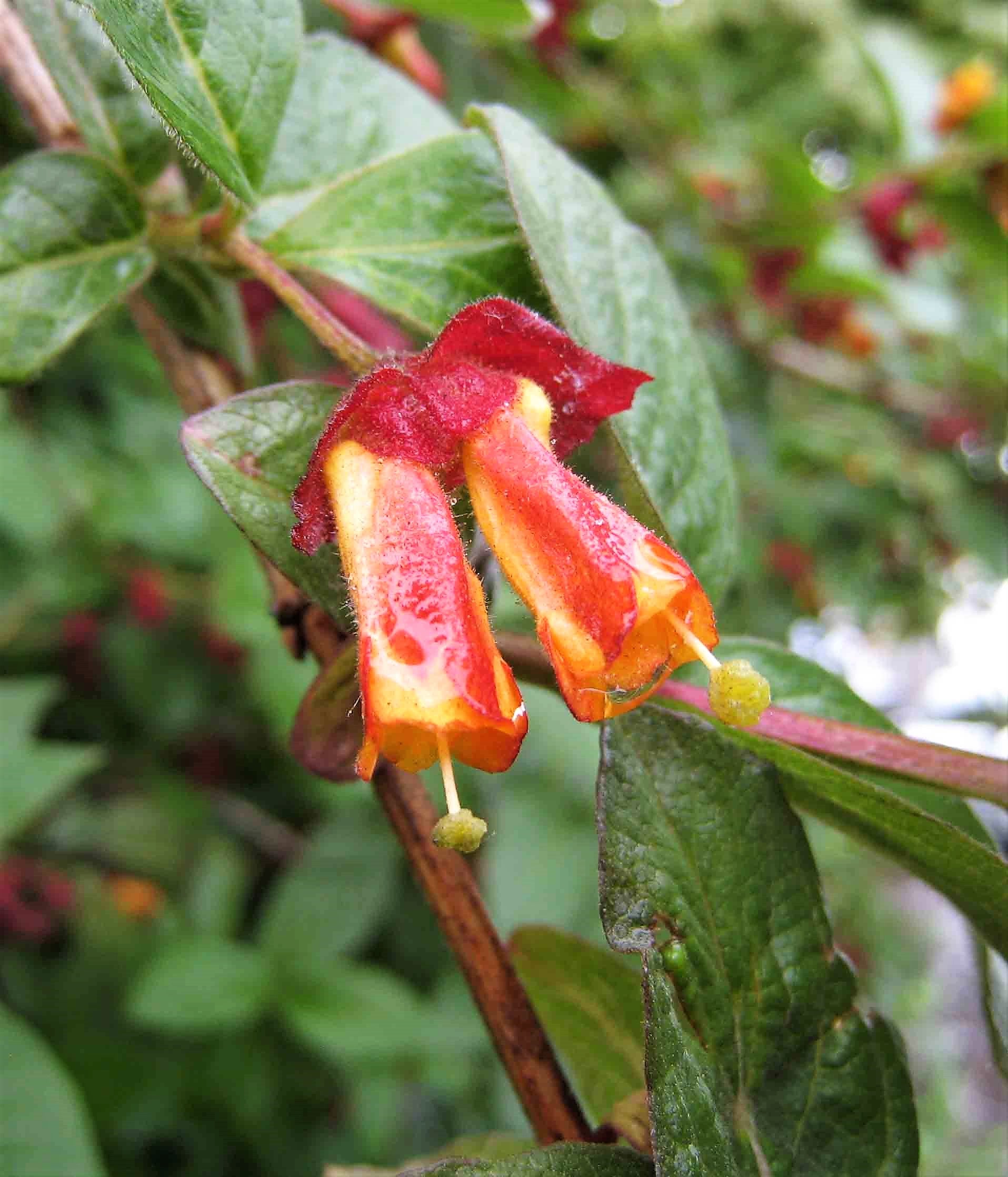 25 TWINBERRY HONEYSUCKLE Lonicera Involucrata California Bearberry Black Twin Berry Endangered Native Sun or Shade Shrub Yellow Red Hummingbird Flower Seeds - Image 12