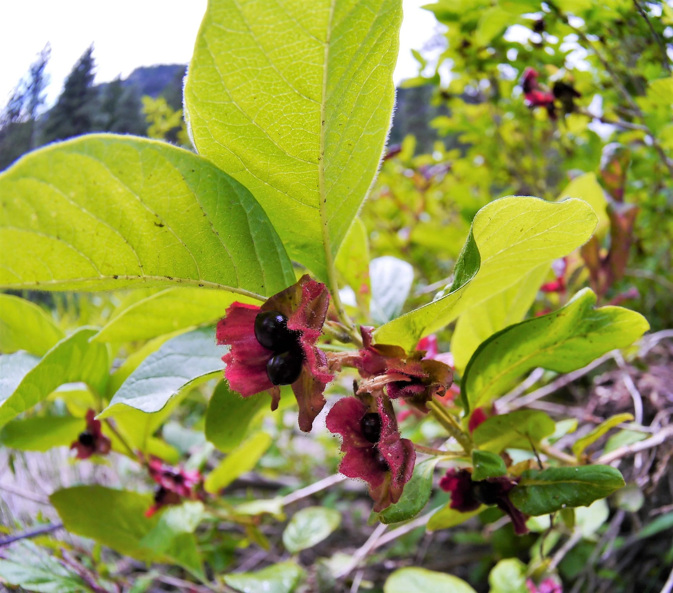 25 TWINBERRY HONEYSUCKLE Lonicera Involucrata California Bearberry Black Twin Berry Endangered Native Sun or Shade Shrub Yellow Red Hummingbird Flower Seeds - Image 5