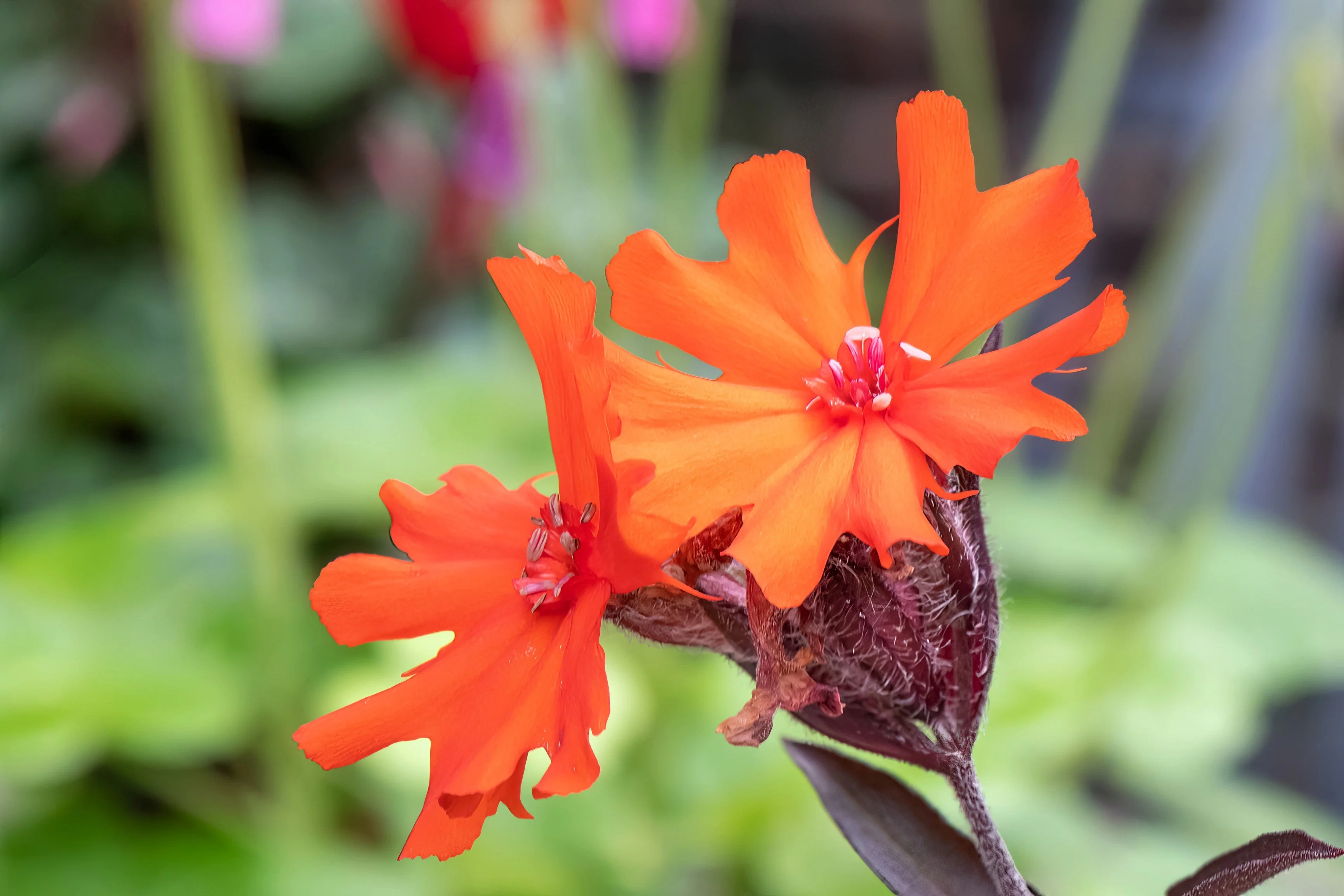 25 VESUVIUS CAMPION Red Orange Lychnis Arkwrightii Catchfly Flower Seeds - Image 2