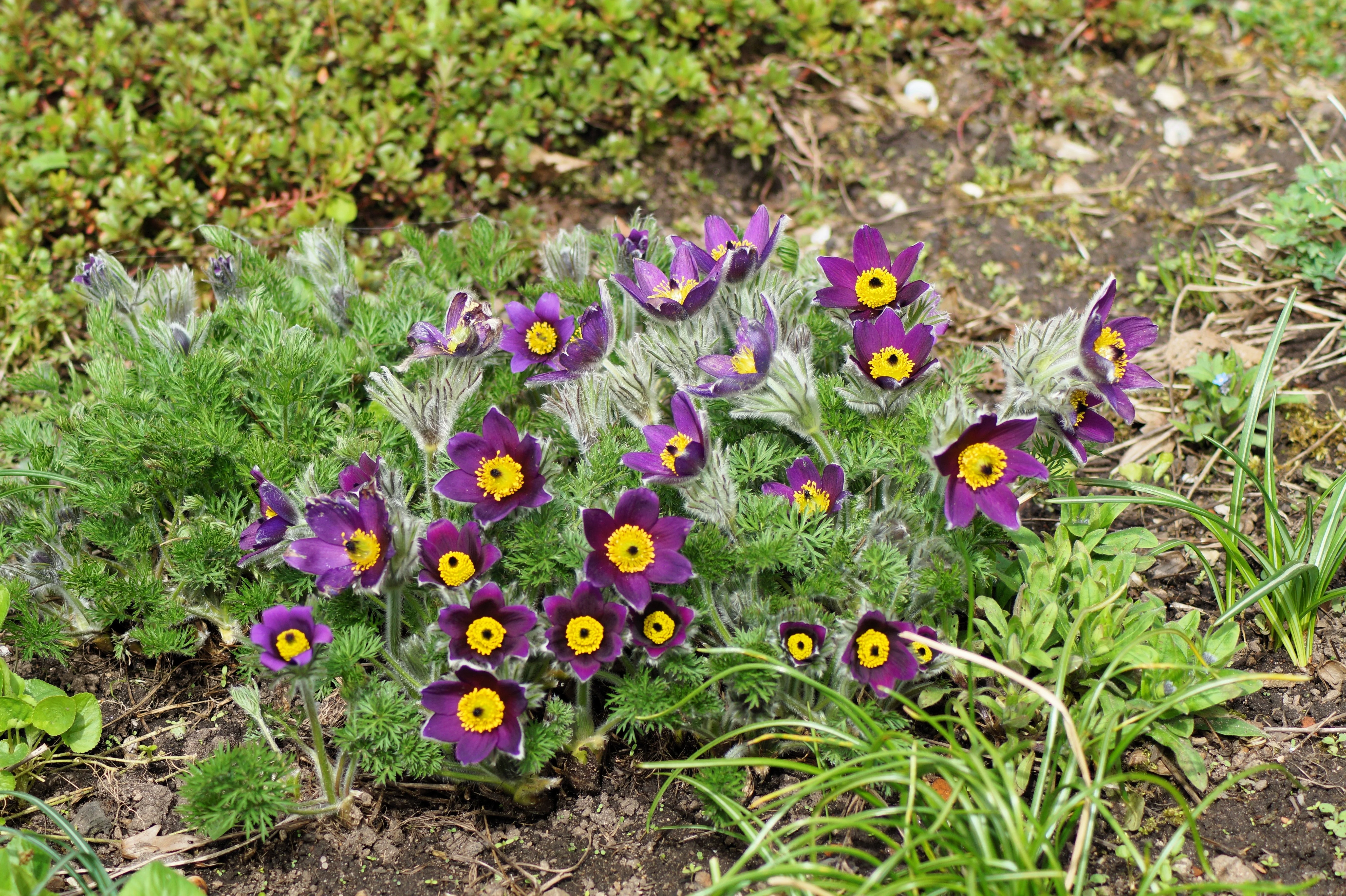 25 VIOLET ANEMONE Pulsatilla Vulgaris Purple PASQUE Flower Seeds - Image 9