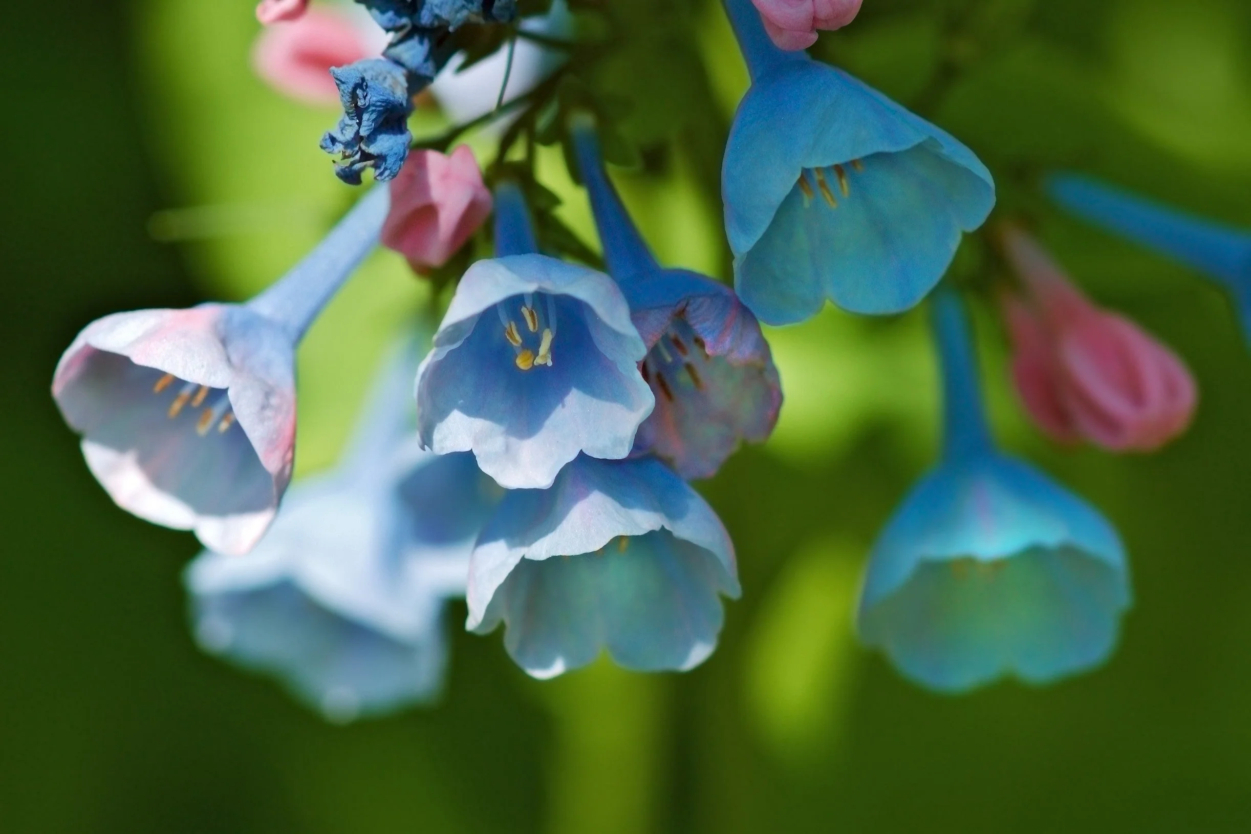 25 VIRGINIA BLUEBELLS True Blue & Pink Mertensia Virginica Flower Seeds - Image 15