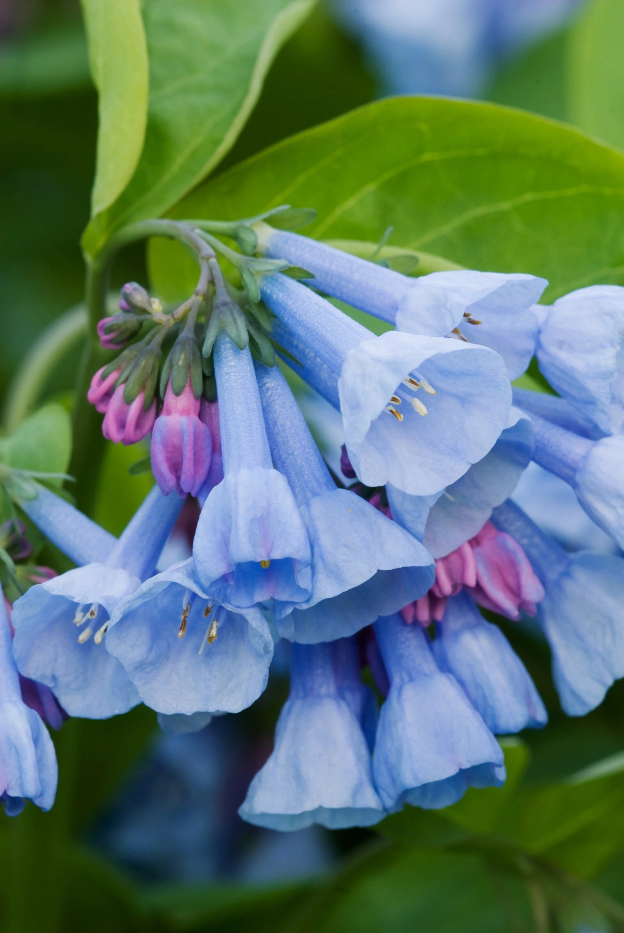25 VIRGINIA BLUEBELLS True Blue & Pink Mertensia Virginica Flower Seeds - Image 16