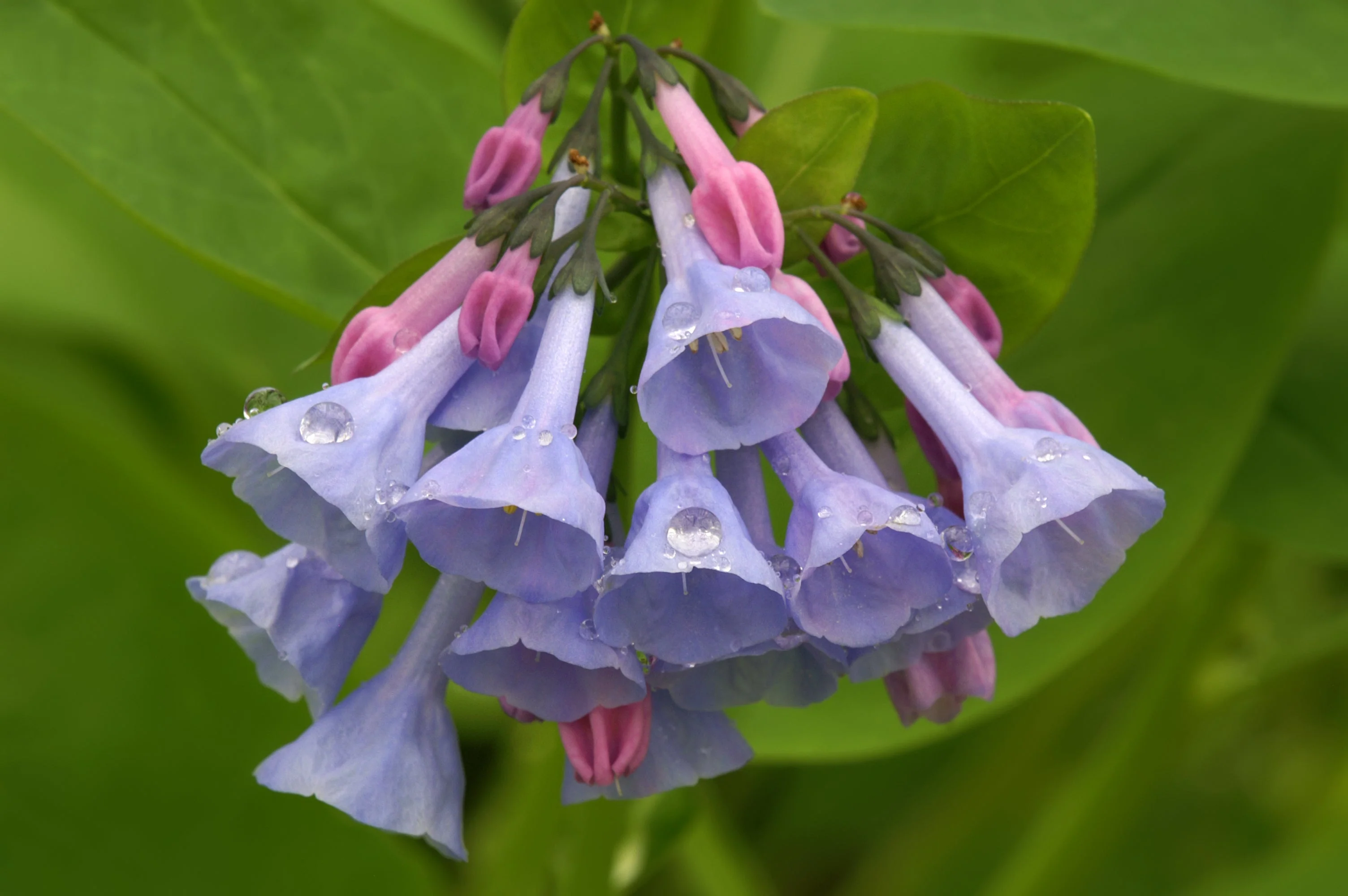 25 VIRGINIA BLUEBELLS True Blue & Pink Mertensia Virginica Flower Seeds - Image 3