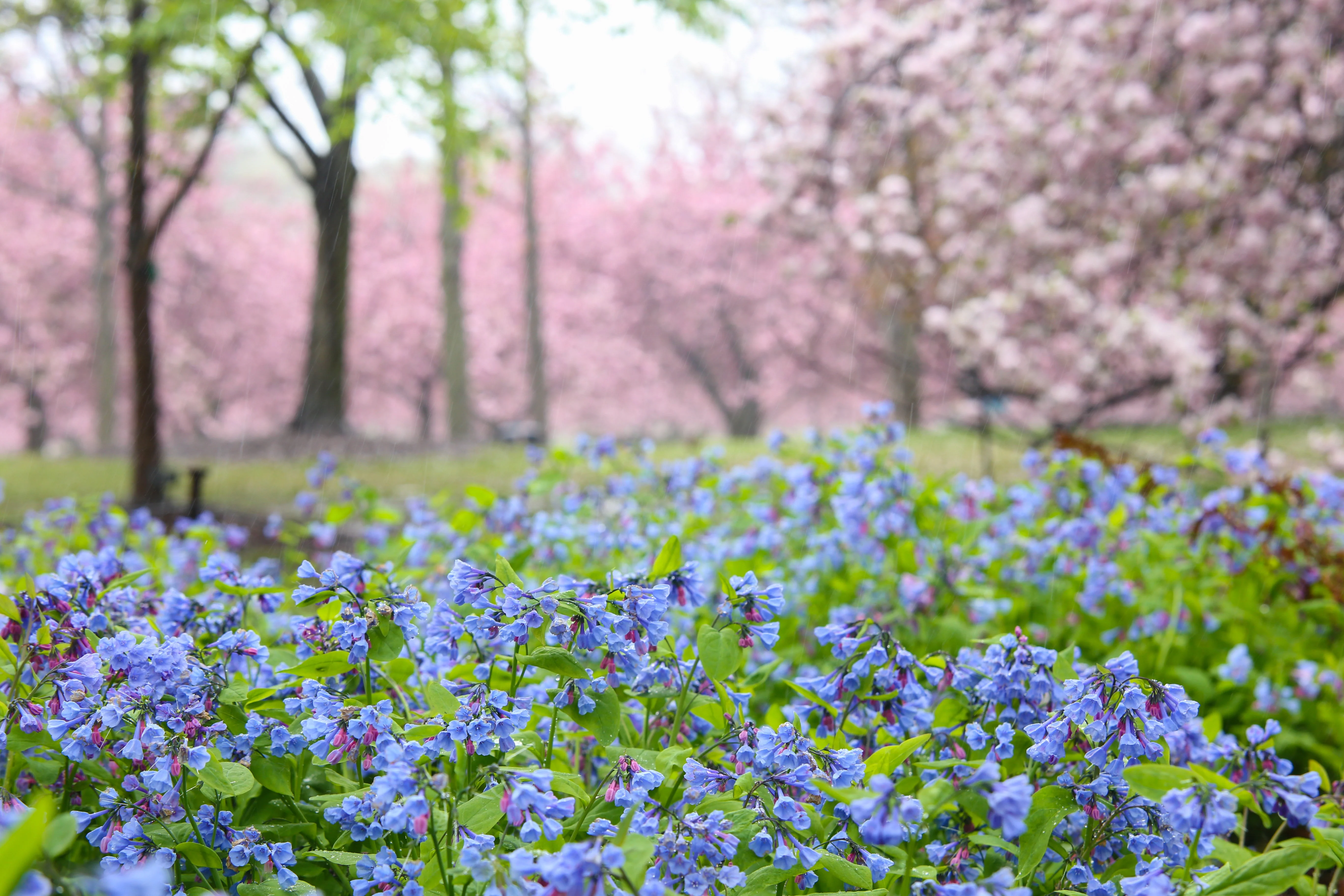 25 VIRGINIA BLUEBELLS True Blue & Pink Mertensia Virginica Flower Seeds - Image 5