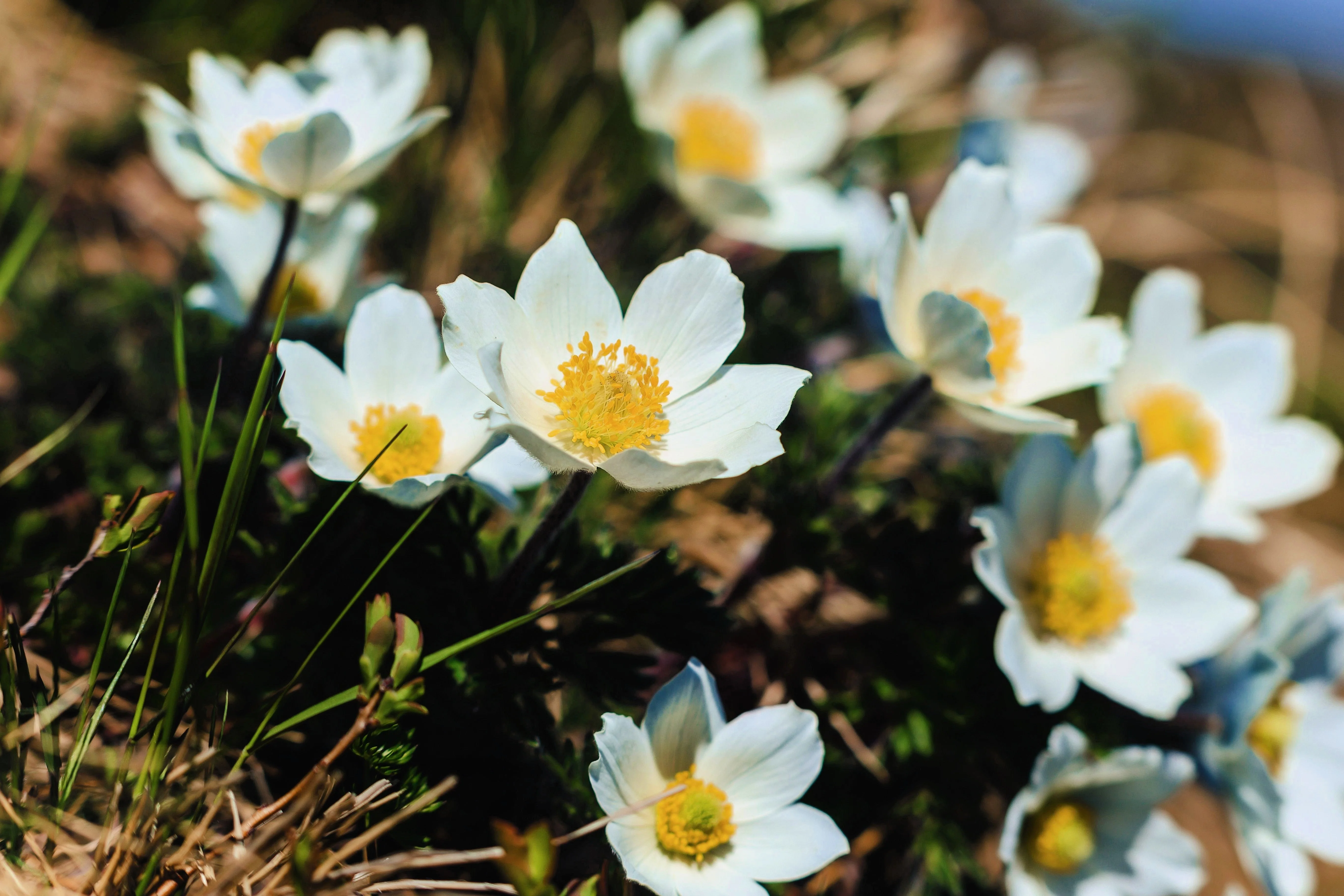 25 WHITE ANEMONE Pulsatilla Vulgaris PASQUE flower Seeds - Image 3