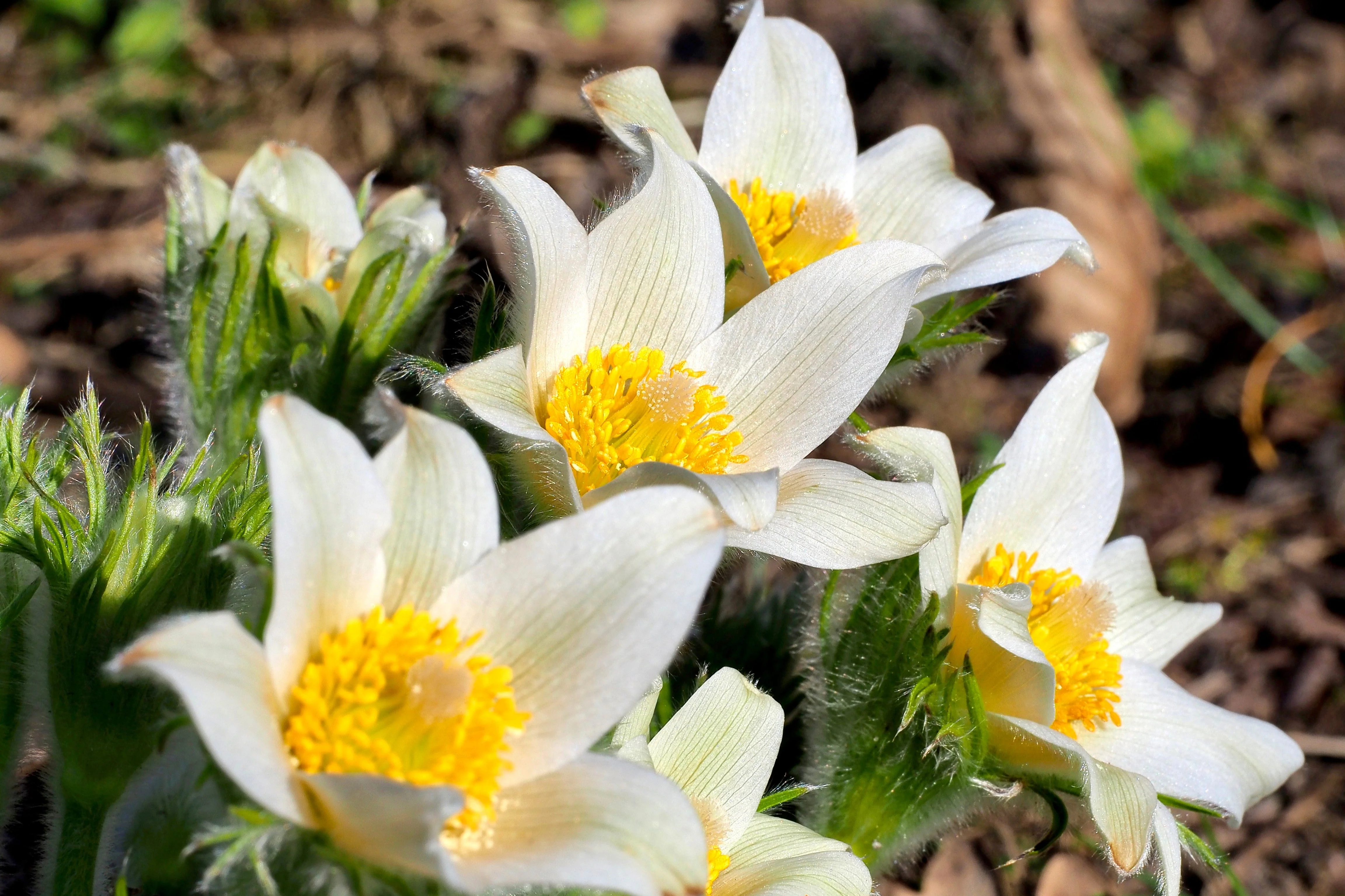 25 WHITE ANEMONE Pulsatilla Vulgaris PASQUE flower Seeds - Image 8
