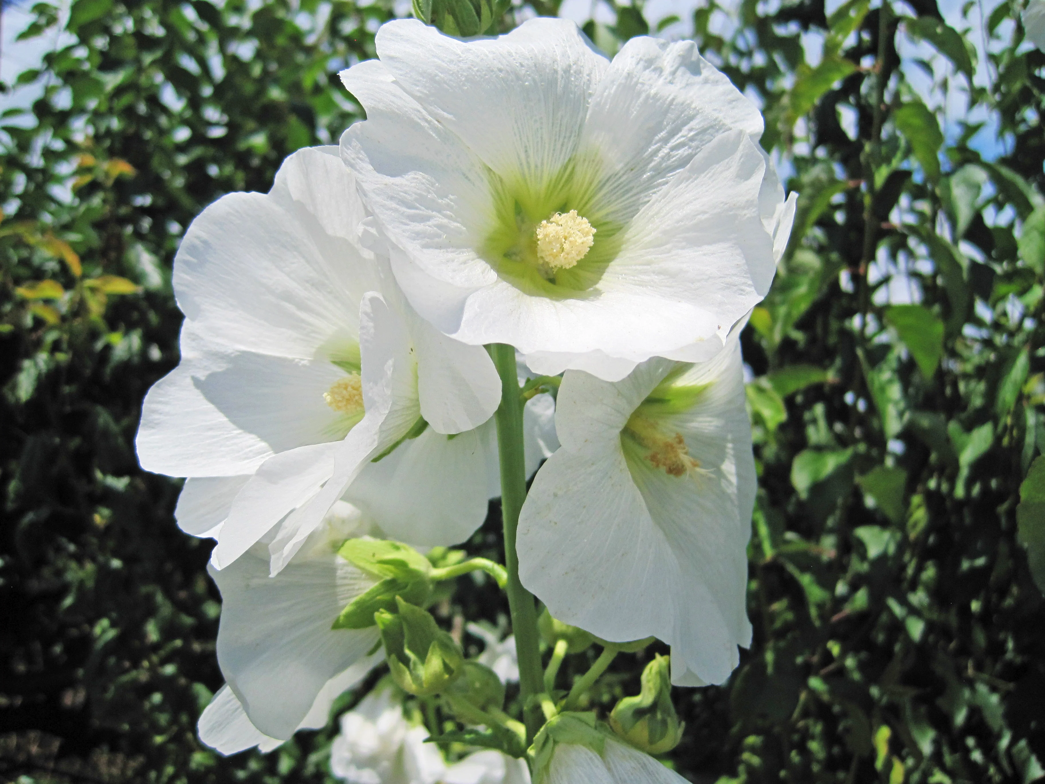25 WHITE HOLLYHOCK Alcea Rosea Flower Seeds Perennial - Image 10