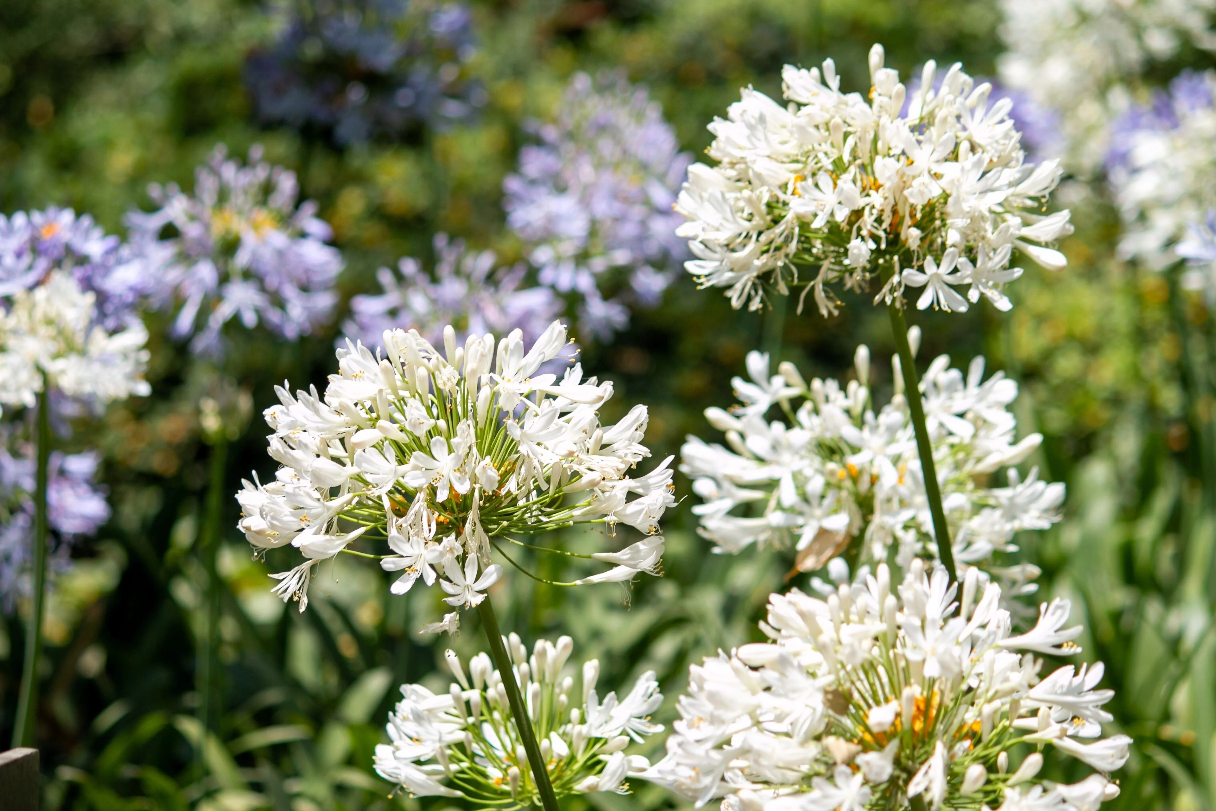 25 WHITE LILY of the NILE Agapanthus Orientalis African Lily Flower Seeds - Image 10