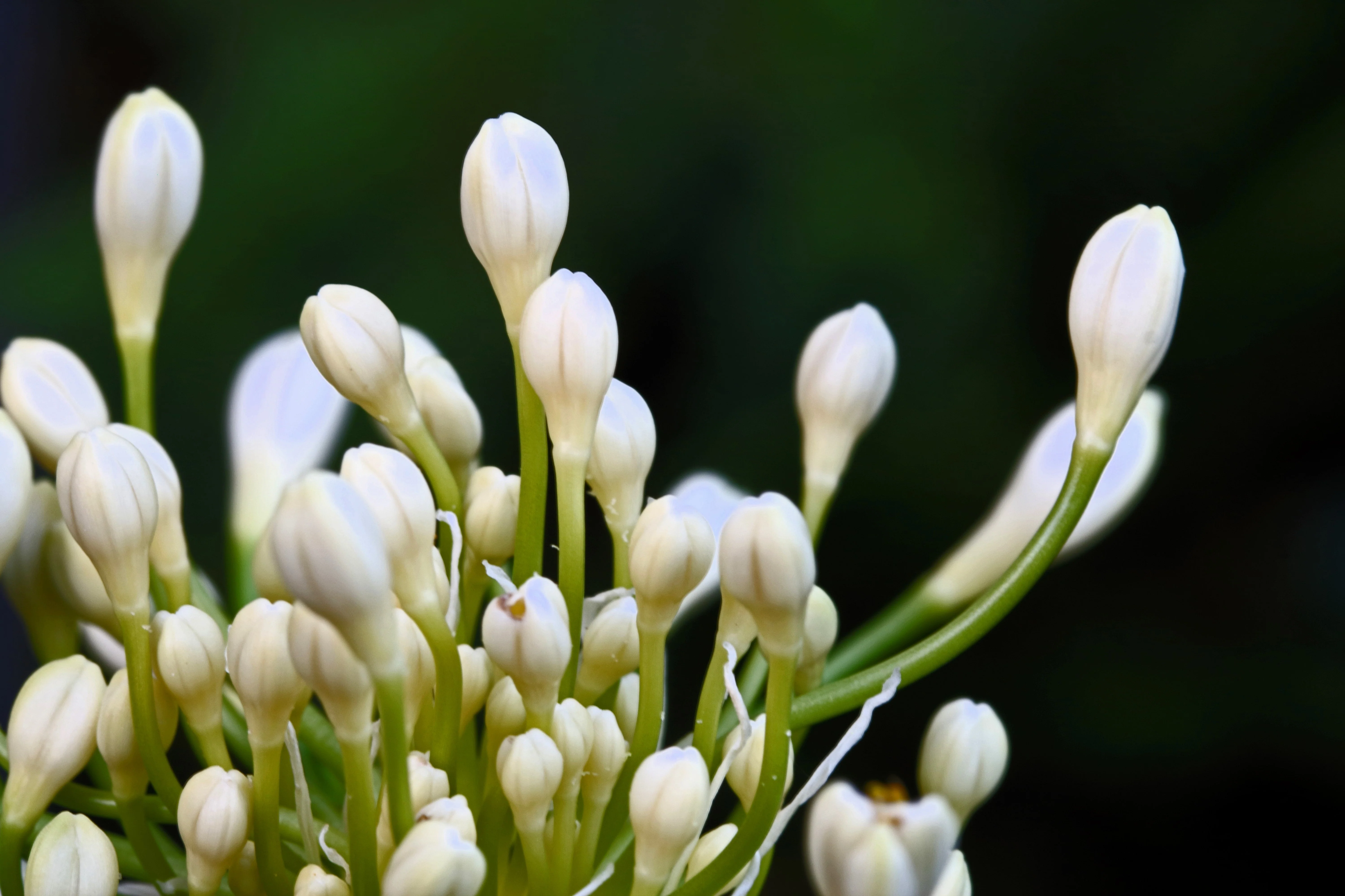 25 WHITE LILY of the NILE Agapanthus Orientalis African Lily Flower Seeds - Image 11