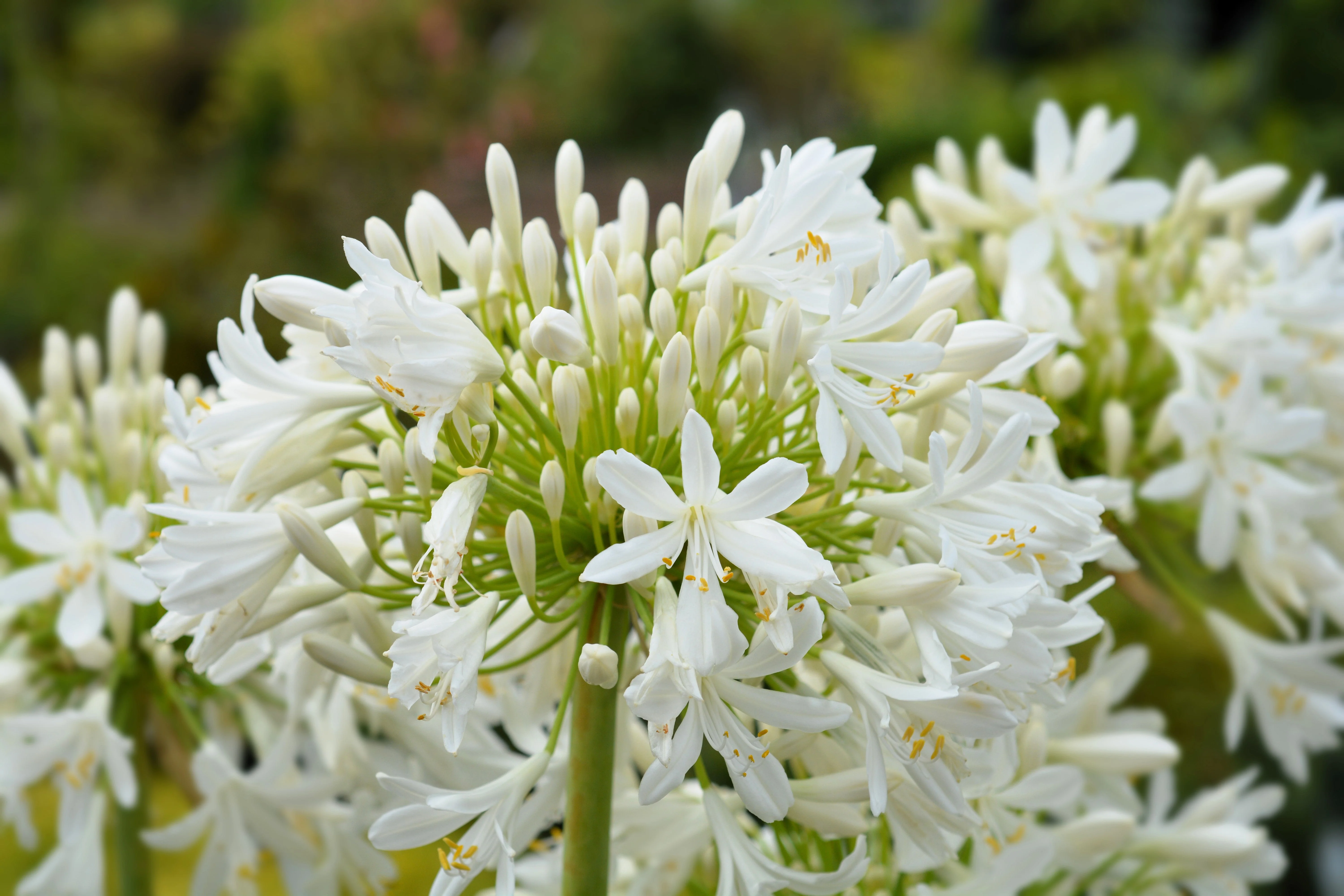 25 WHITE LILY of the NILE Agapanthus Orientalis African Lily Flower Seeds - Image 5