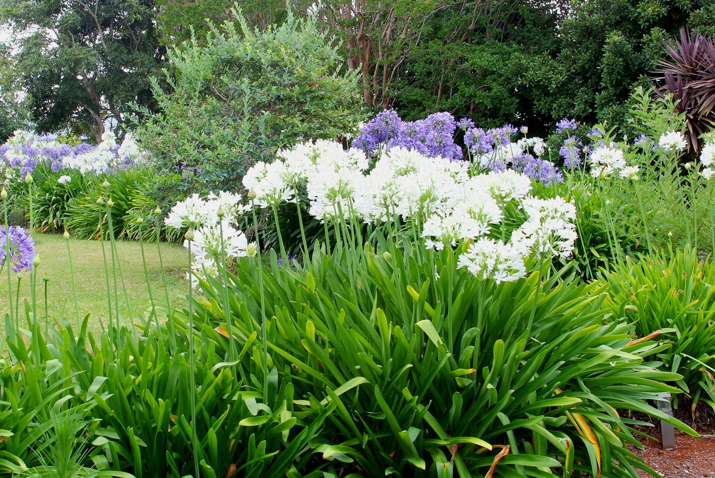 25 WHITE LILY of the NILE Agapanthus Orientalis African Lily Flower Seeds - Image 8
